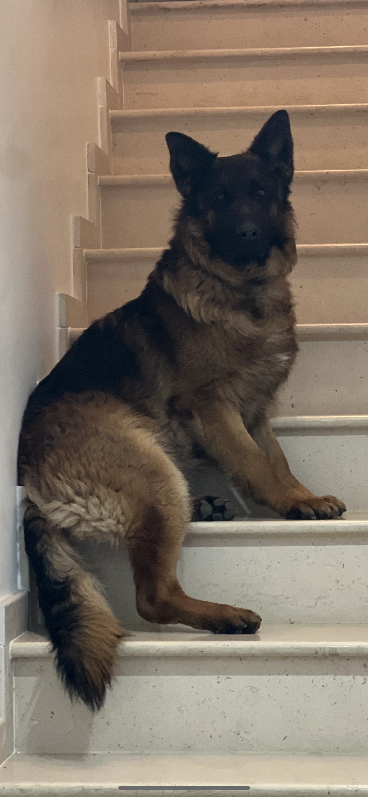 Taiga - 56 Rue Louise Chenu, Limeil-Brévannes