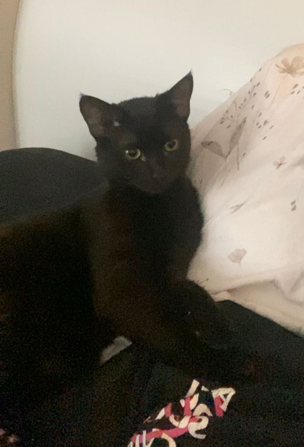 Leilo - Strada Sublocotenent Erou Moldoveanu Marian, Ploiești