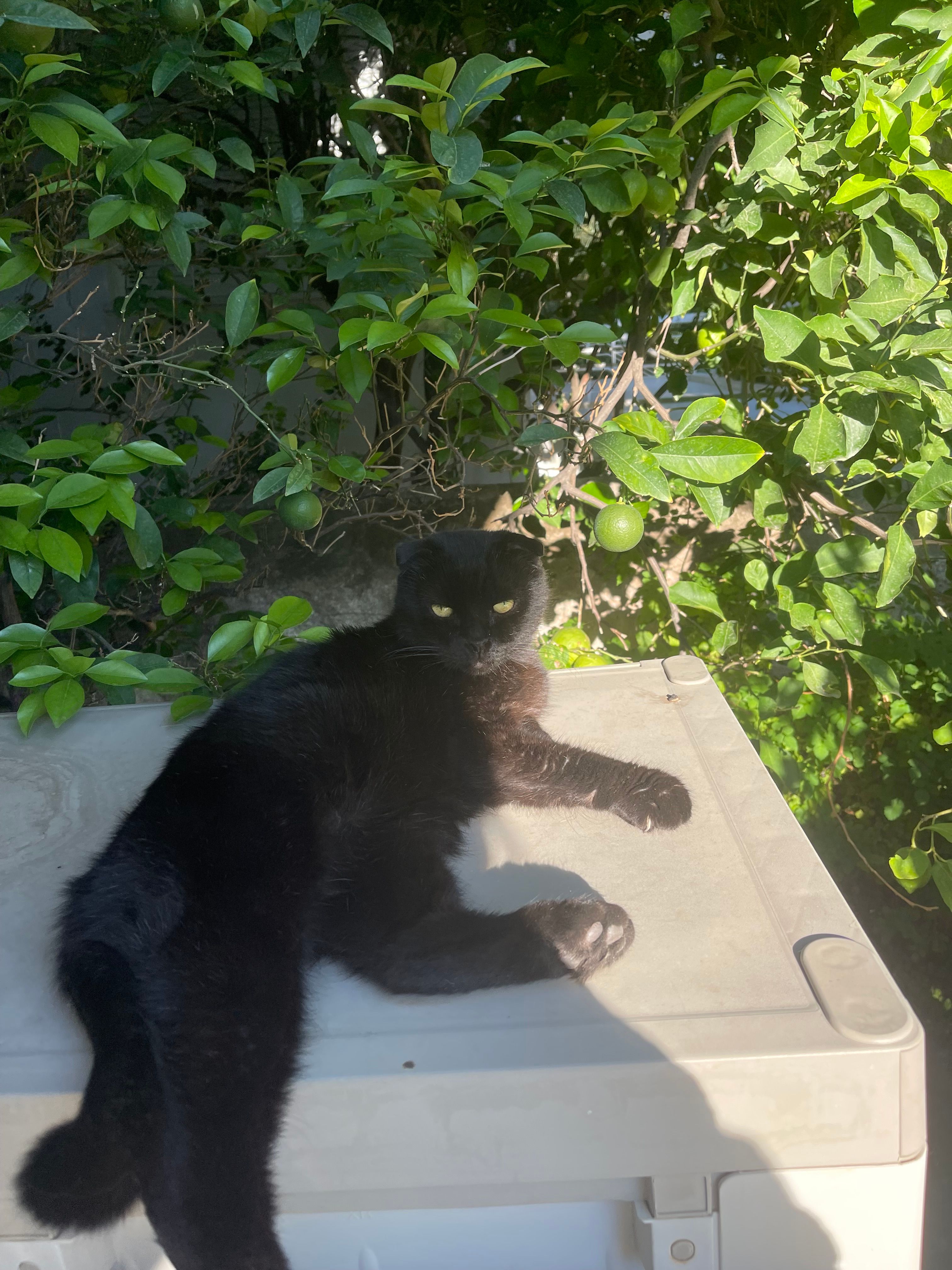 twilight - Ιωάννου Μεταξά, Voula