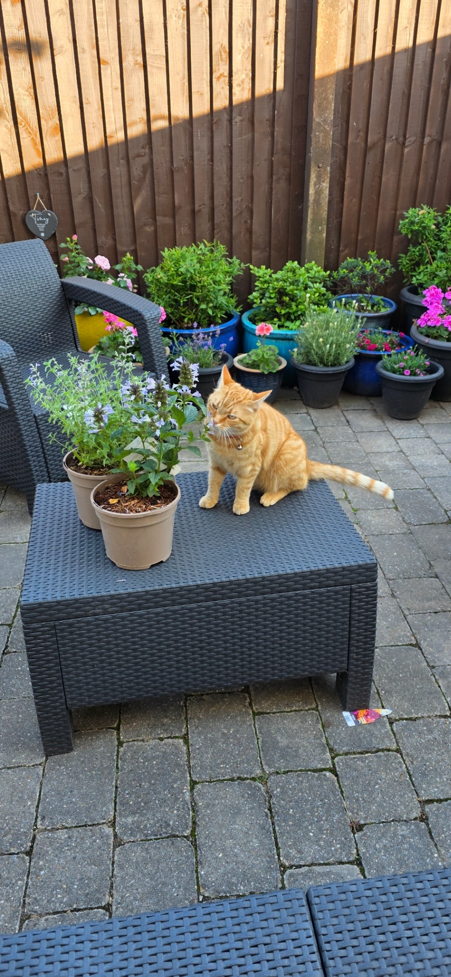 Benny - Castleway North, Wirral