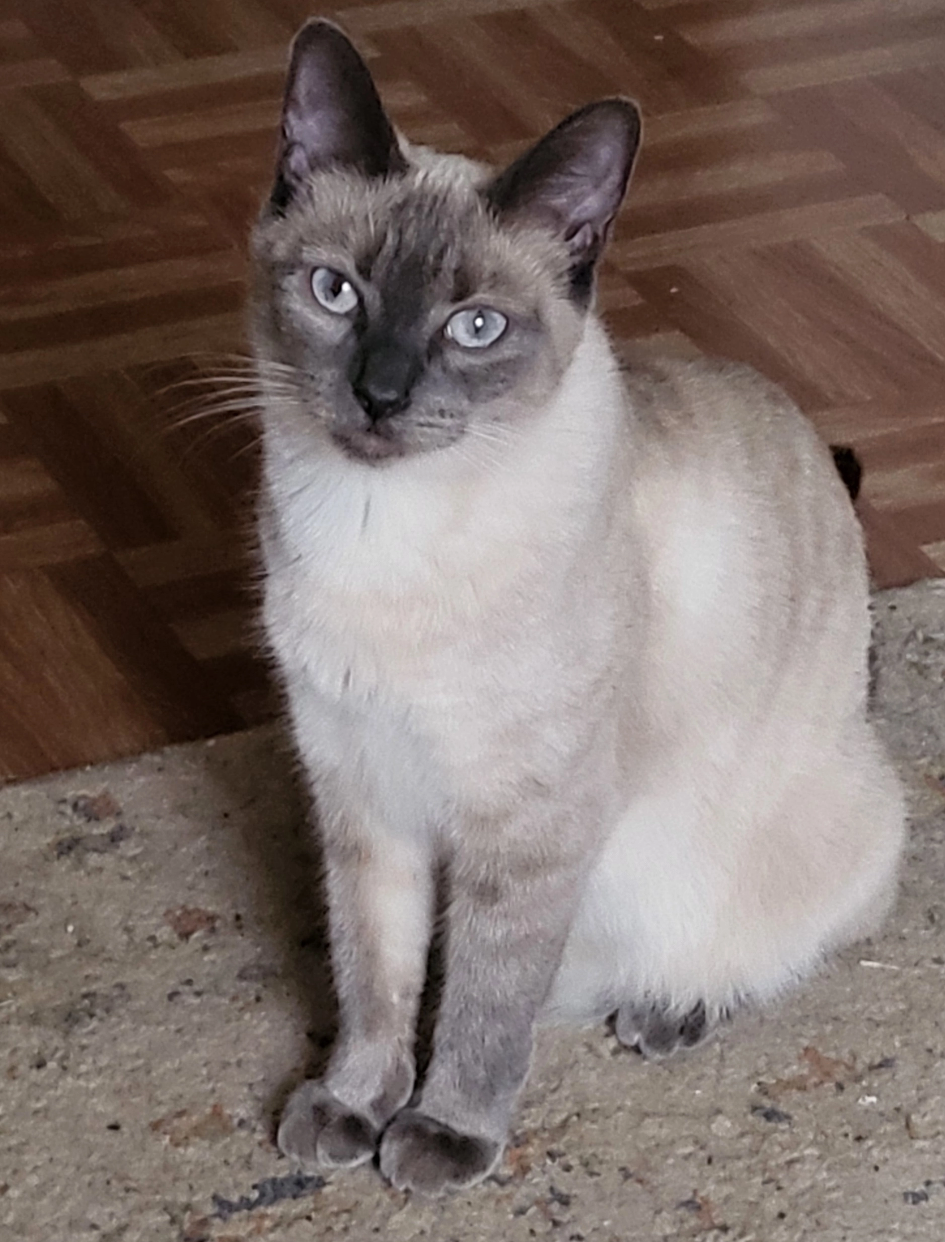 Star - Montrose Drive, Bristol