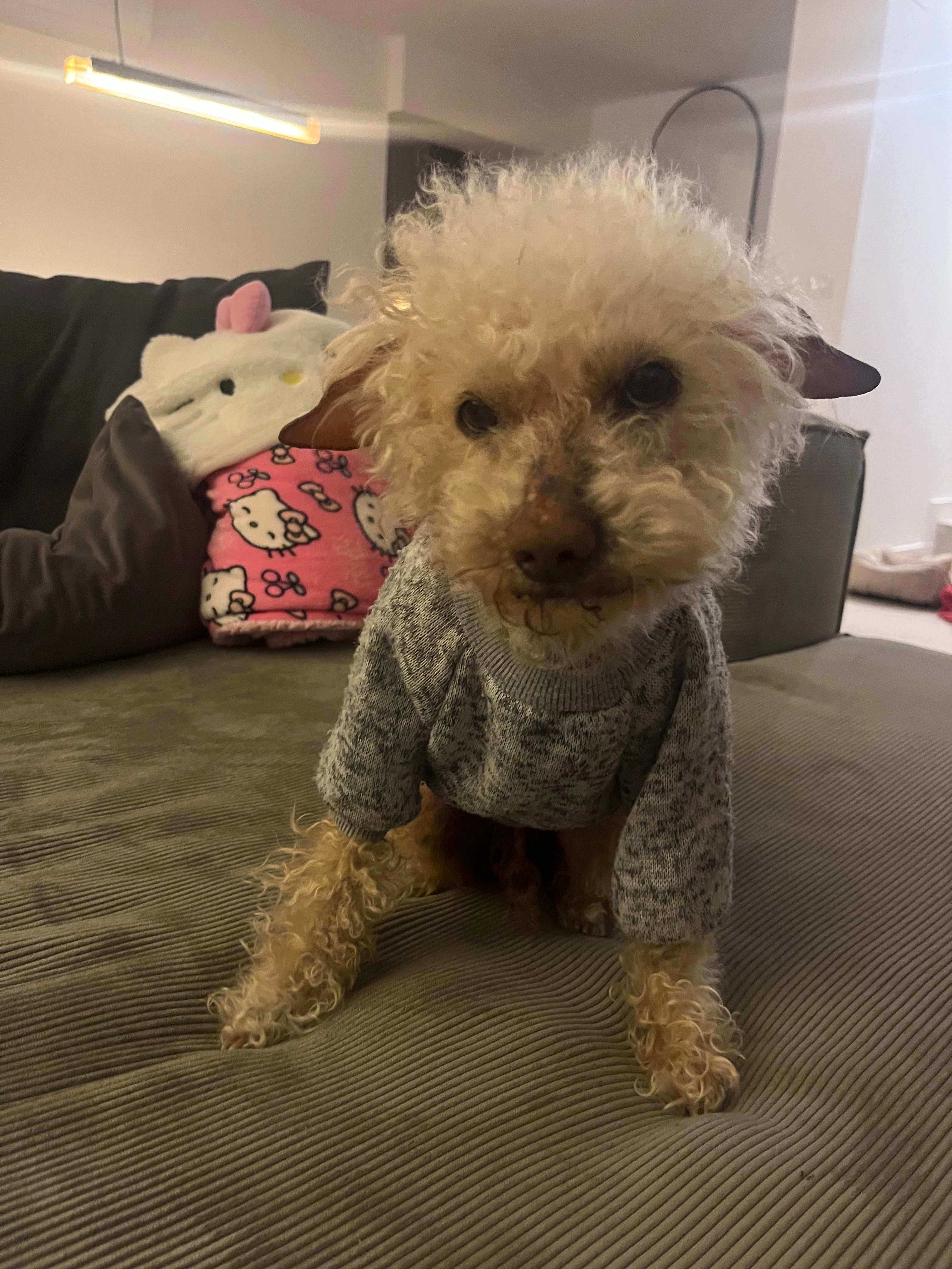 Monkey  - Playa San Juan Cabo Huertas, Alicante