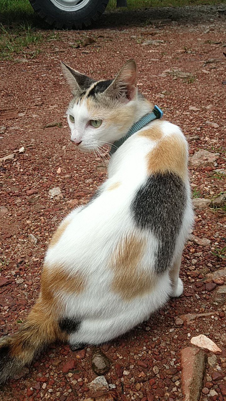 Ravama - 13200, Kepala Batas