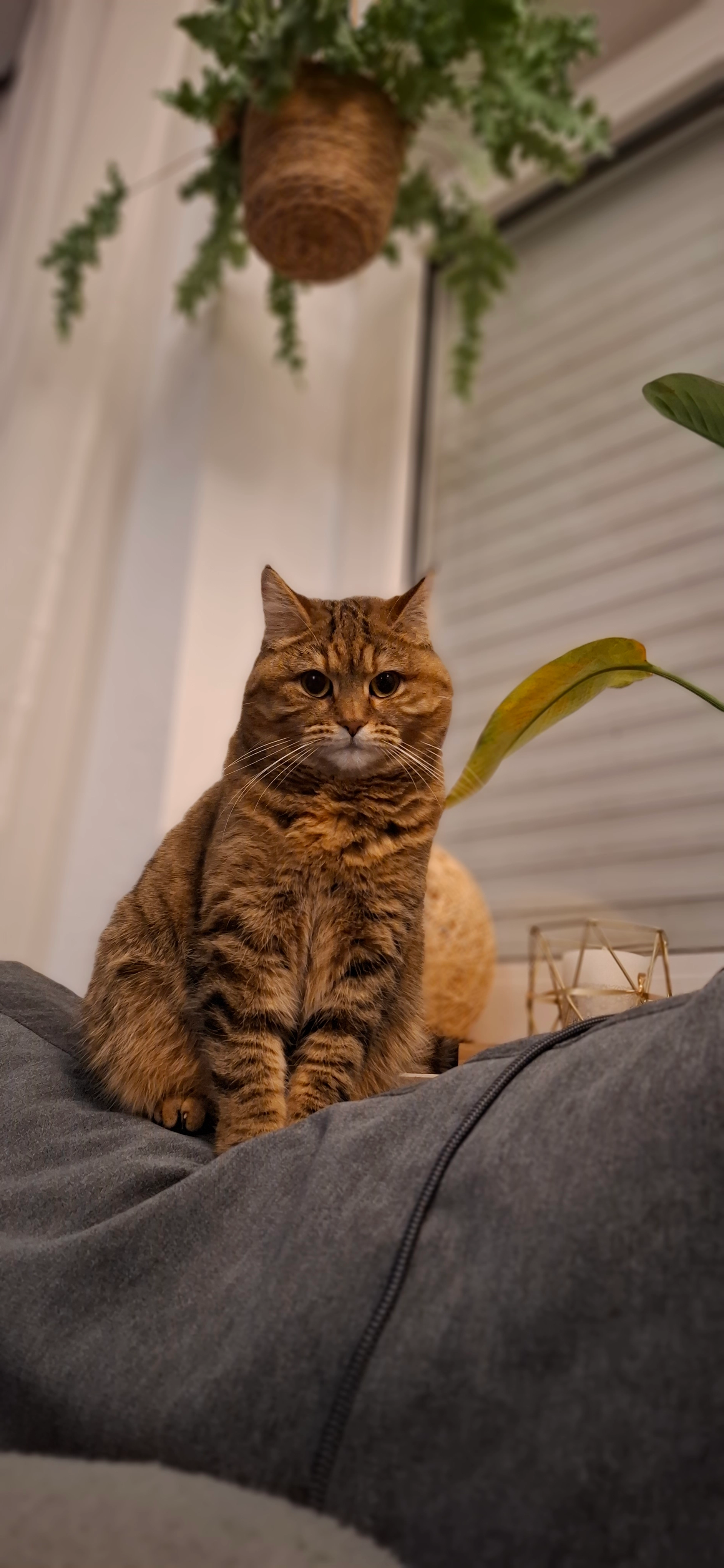 Feli - Mühlendamm, Vechta