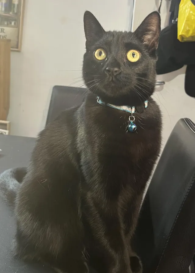 Inky - Baxter Road, Southampton