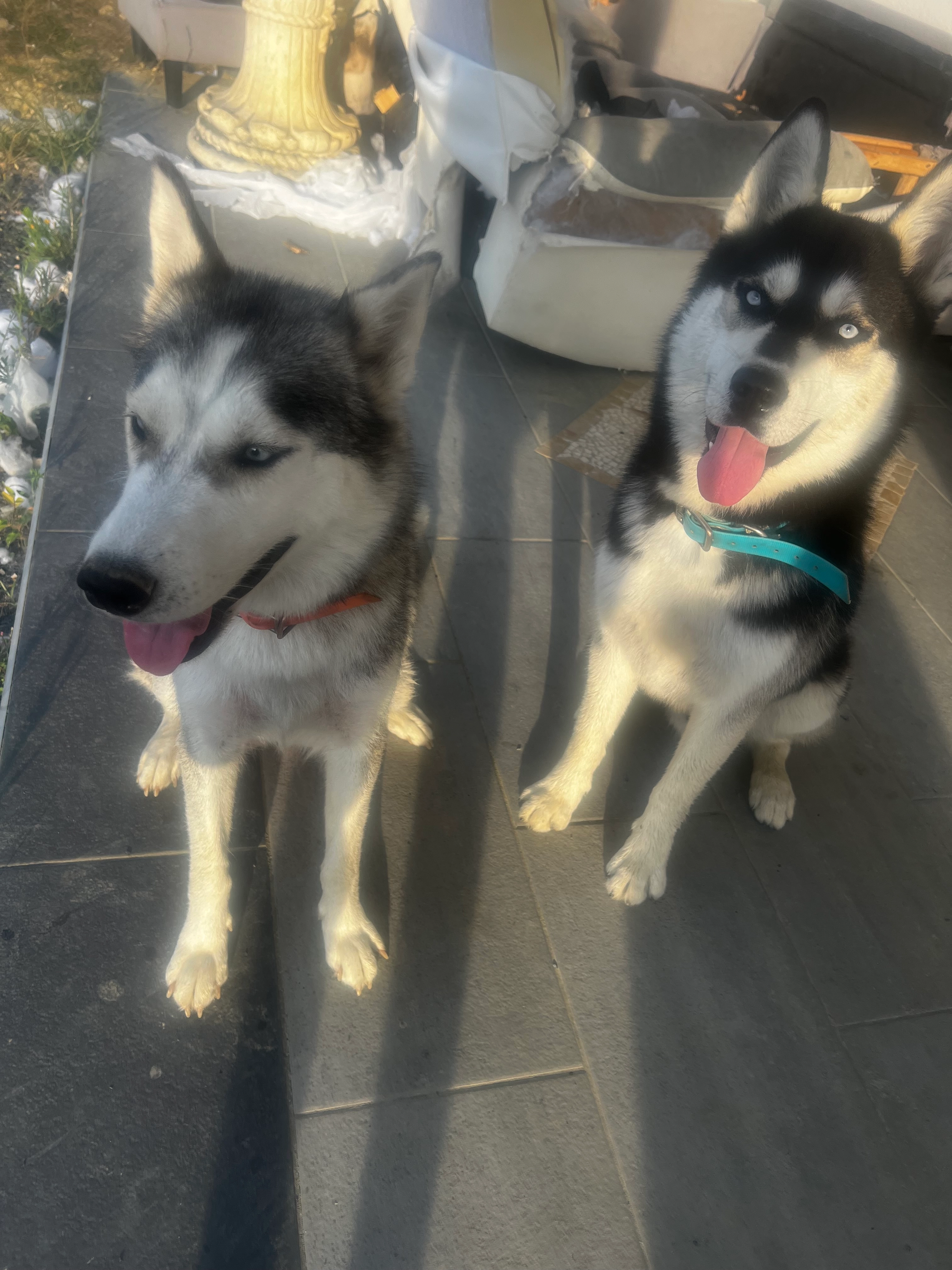 Nala et Snow - Rue Henri IV, Lagarde