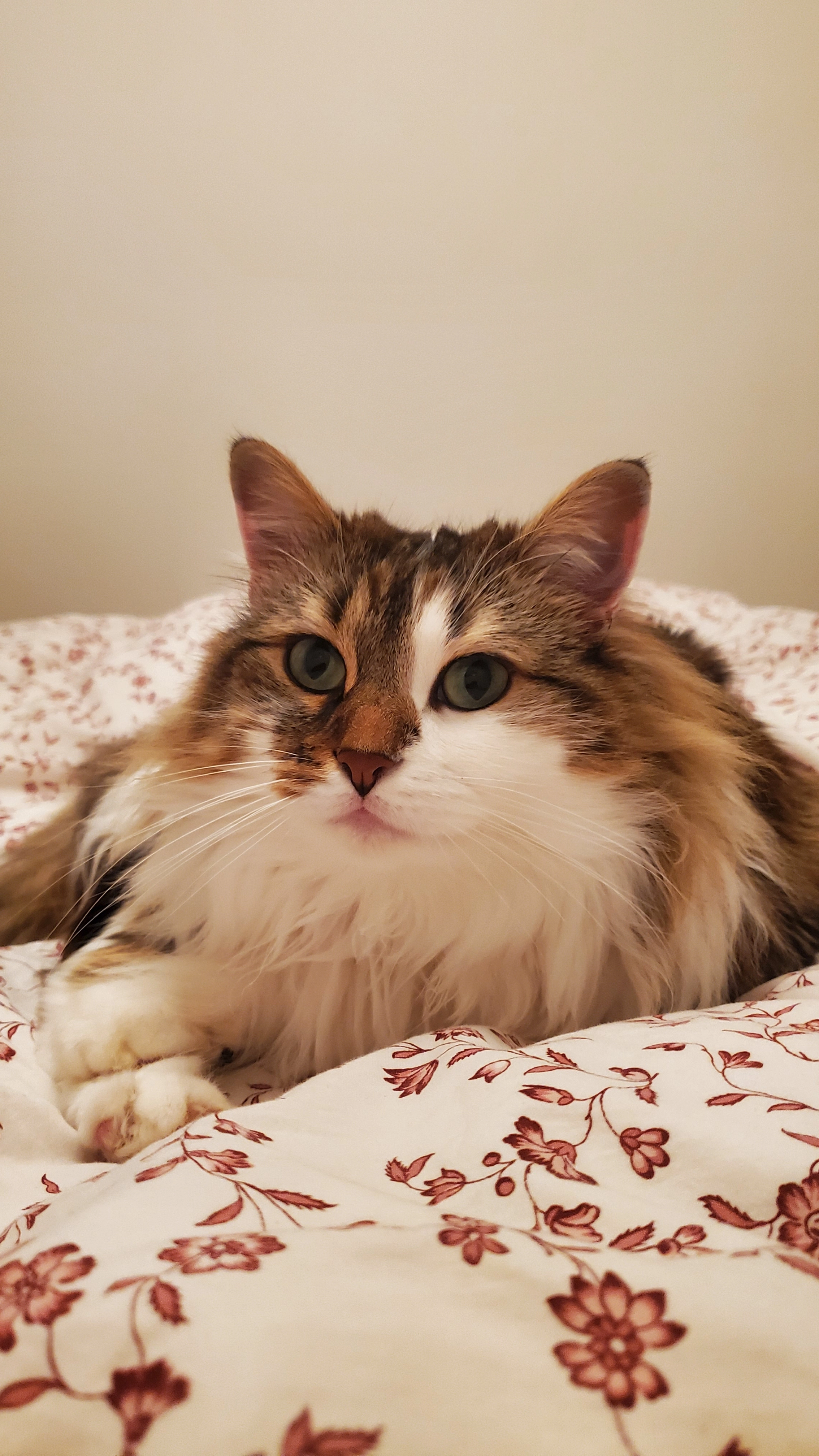 Hercule - 1 Rue du Moulin du Président, Auxerre