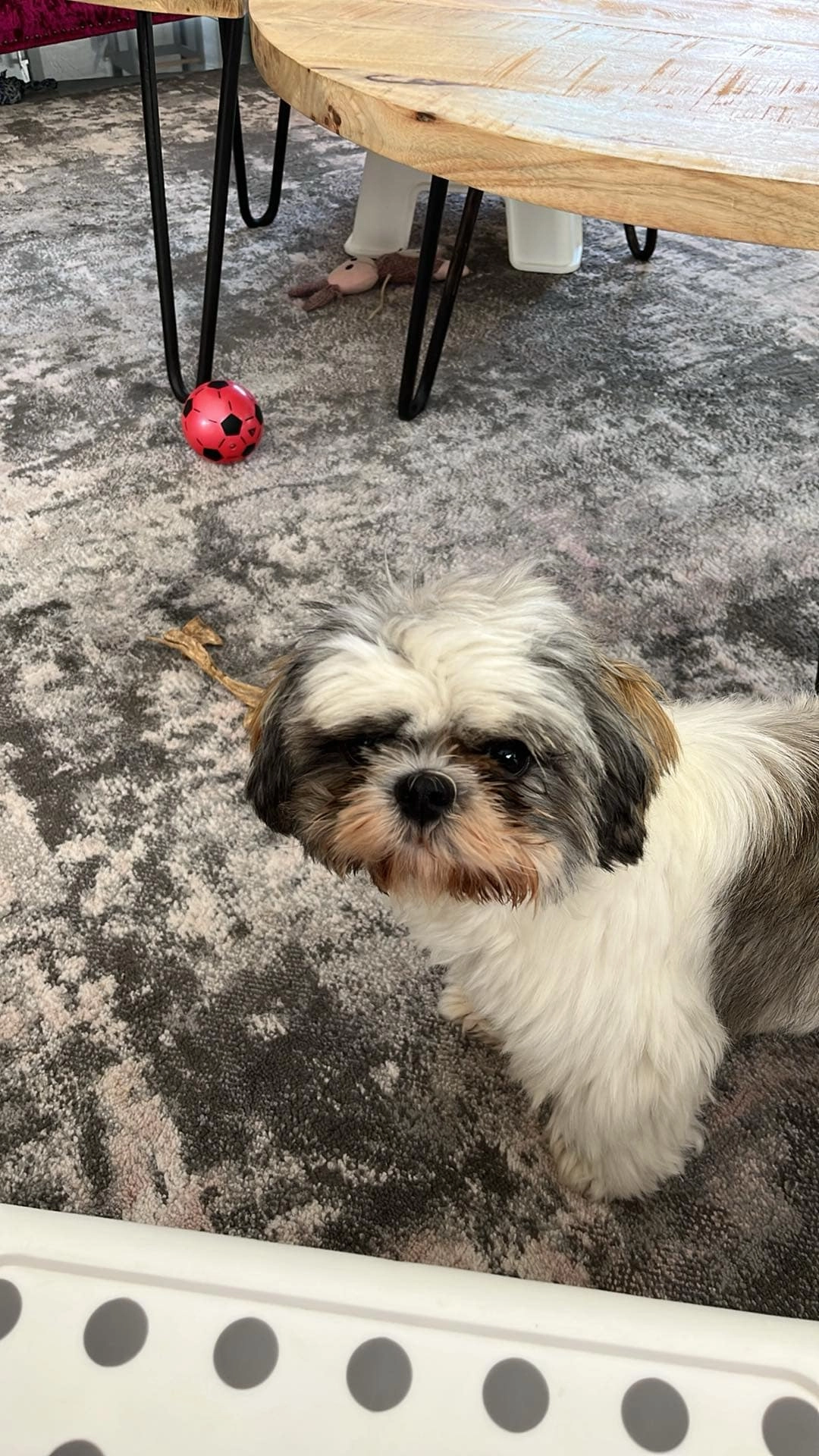 Billie - Avenue Des Crémades, Orange