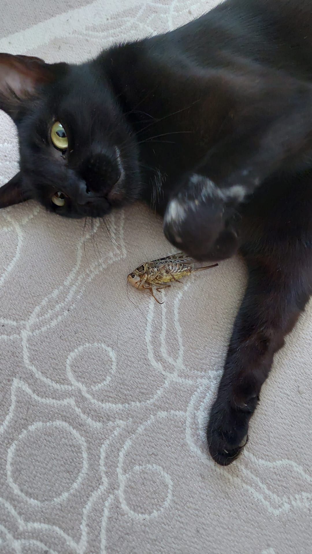 Malhun - Strada Dunării, Pantelimon