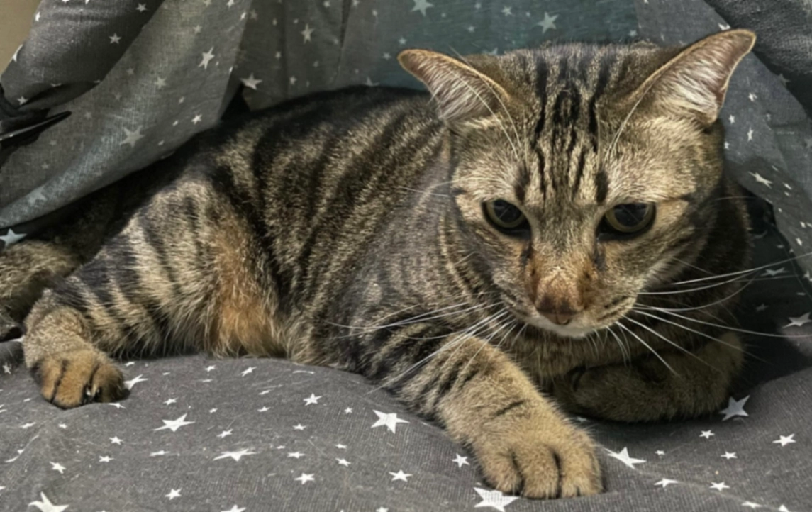 Didi - Jalan Golf Height 2, Seremban