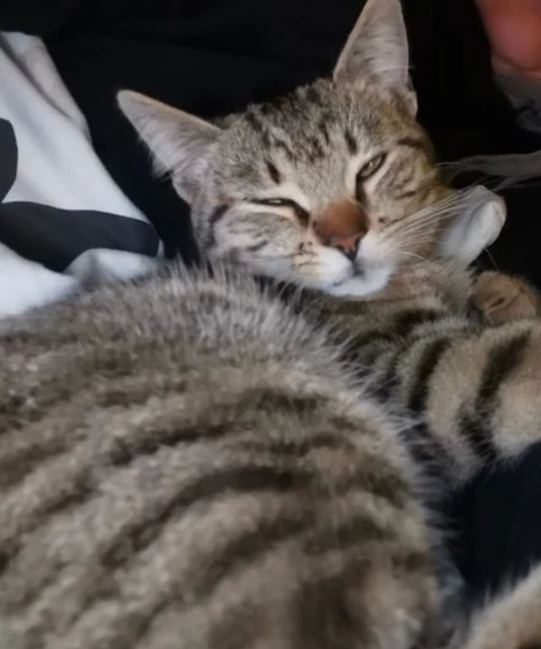 Susi - getigerte kleine Katze - Nappersdorf 17, Nappersdorf-Kammersdorf