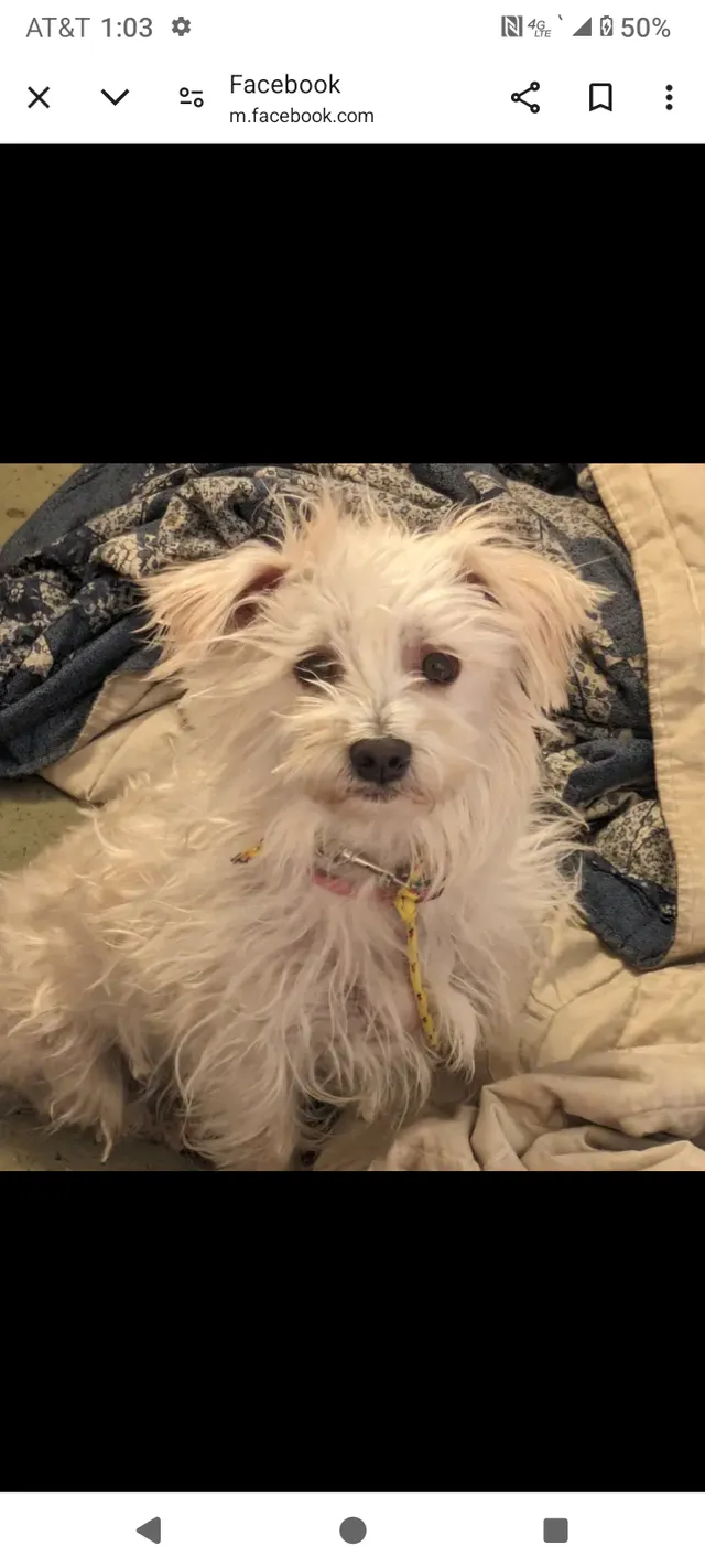 Izzy - River trail, West Valley City