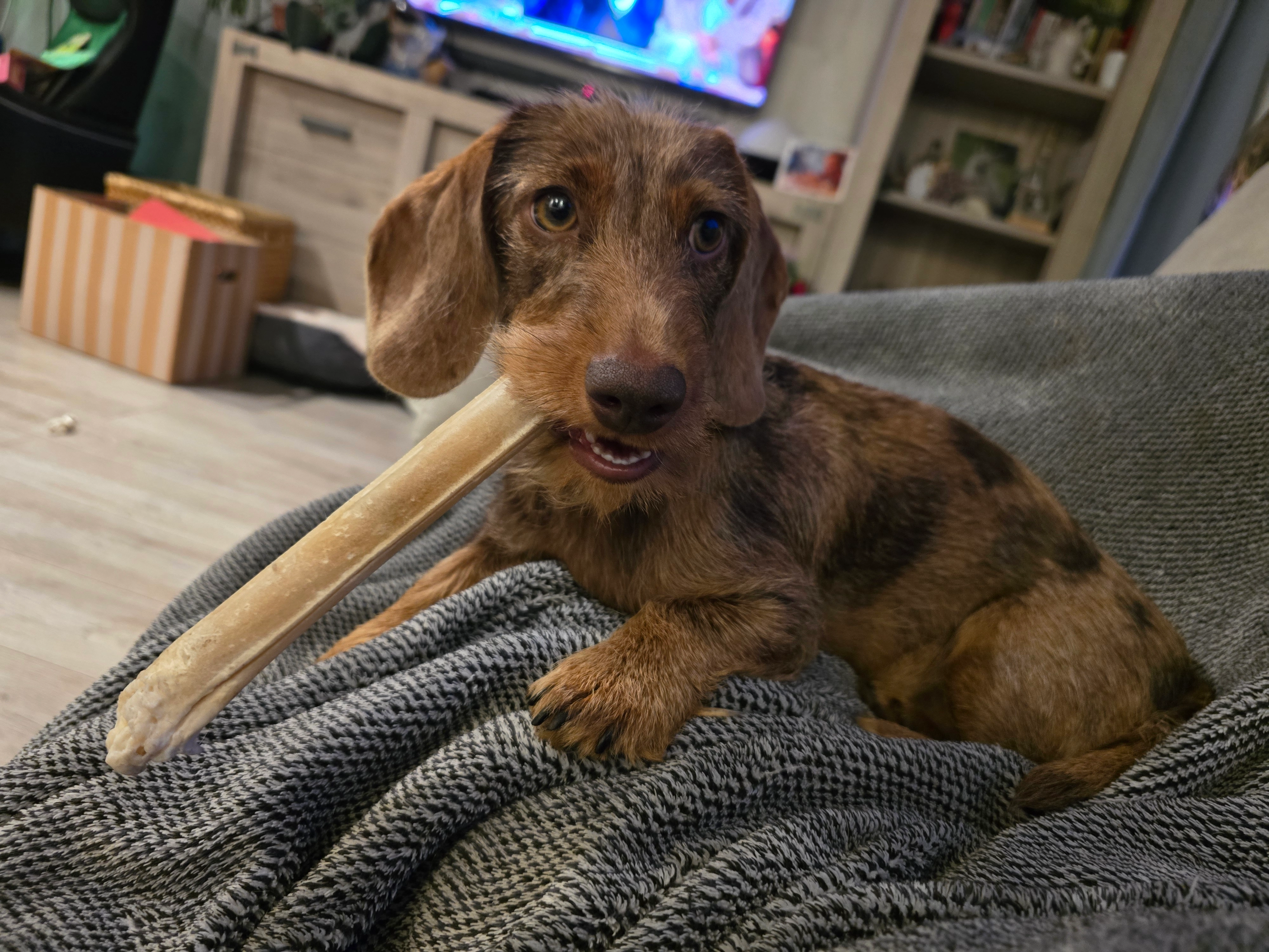 Latte - Coevorderweg, Stegeren