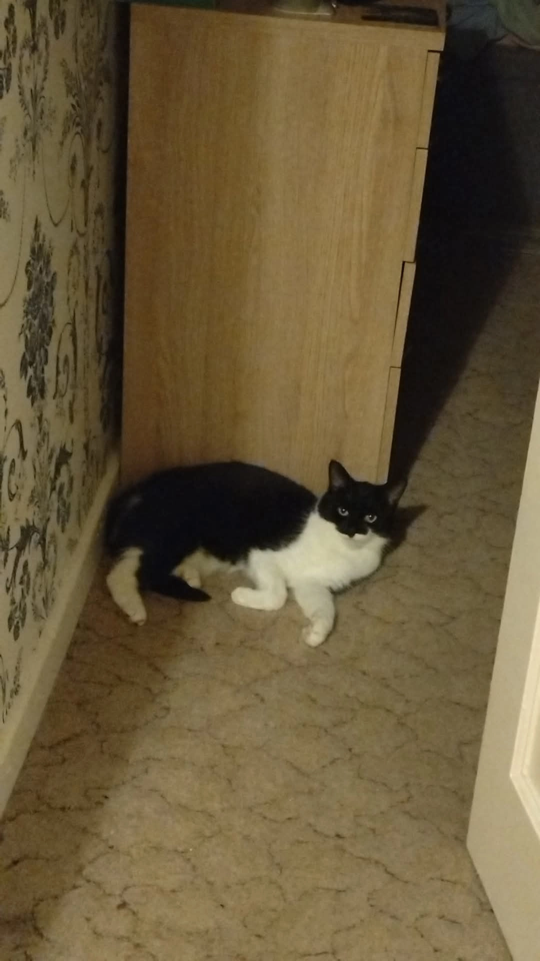 Lucky  - Crossfields, Hereford