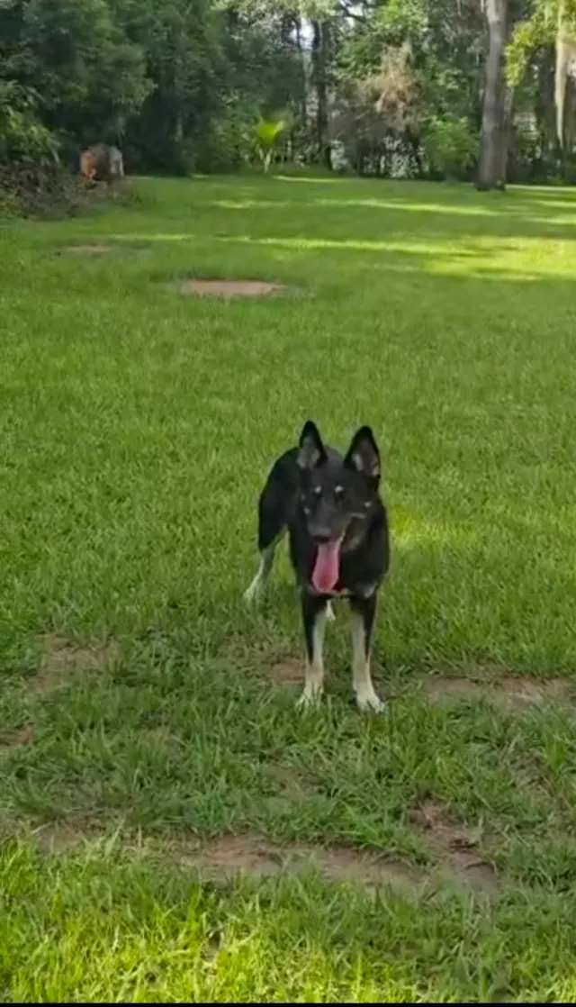 Lulu - Brantwood Dr, Valrico