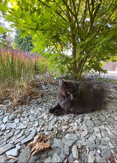 Lola - Blekerijstraat, Waregem