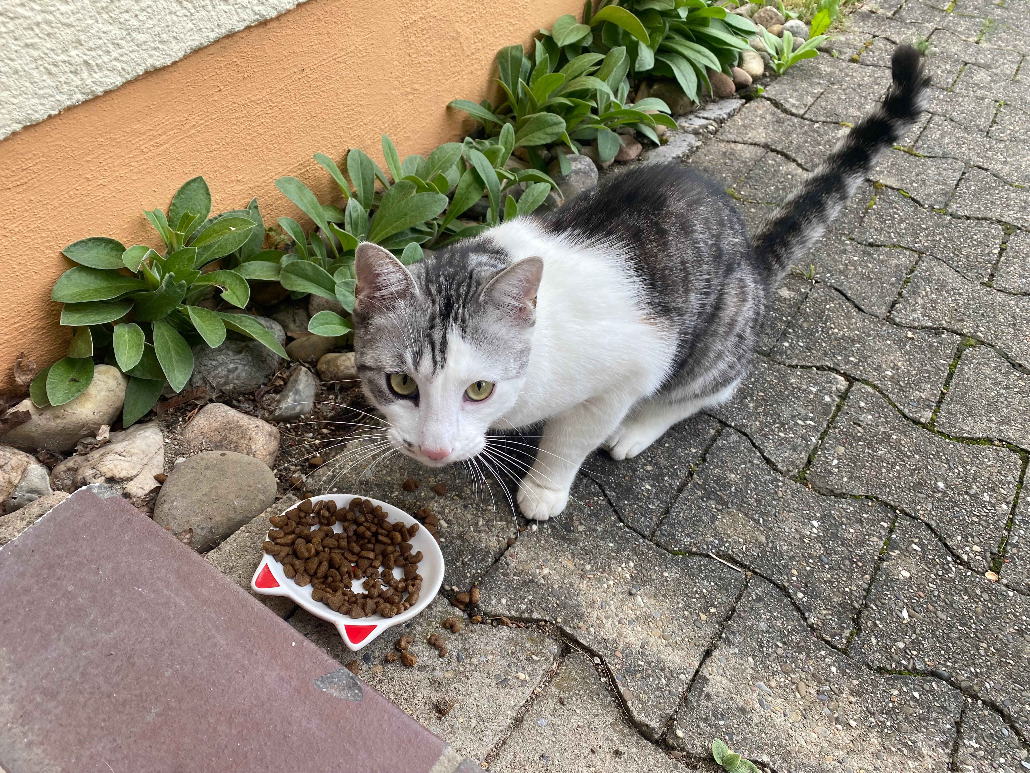 es geht um eine gefundene Katze - Rietenstraße, Villingen-Schwenningen