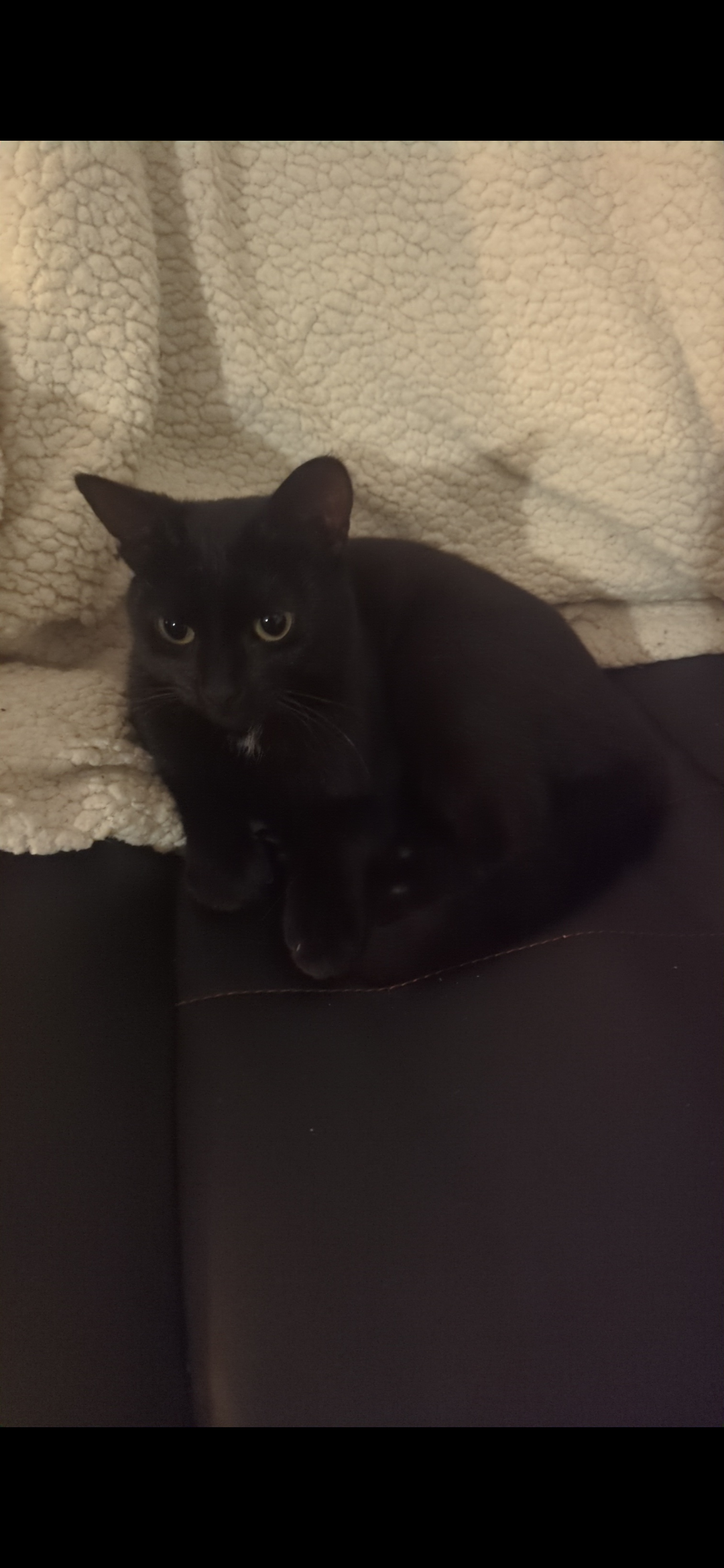 Pepper - Rosevale Road, Banbridge