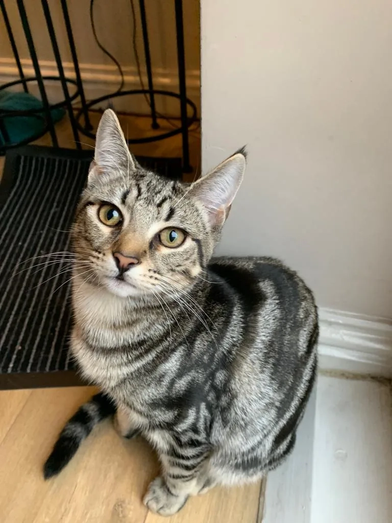 Gus - GU14 6, Farnborough