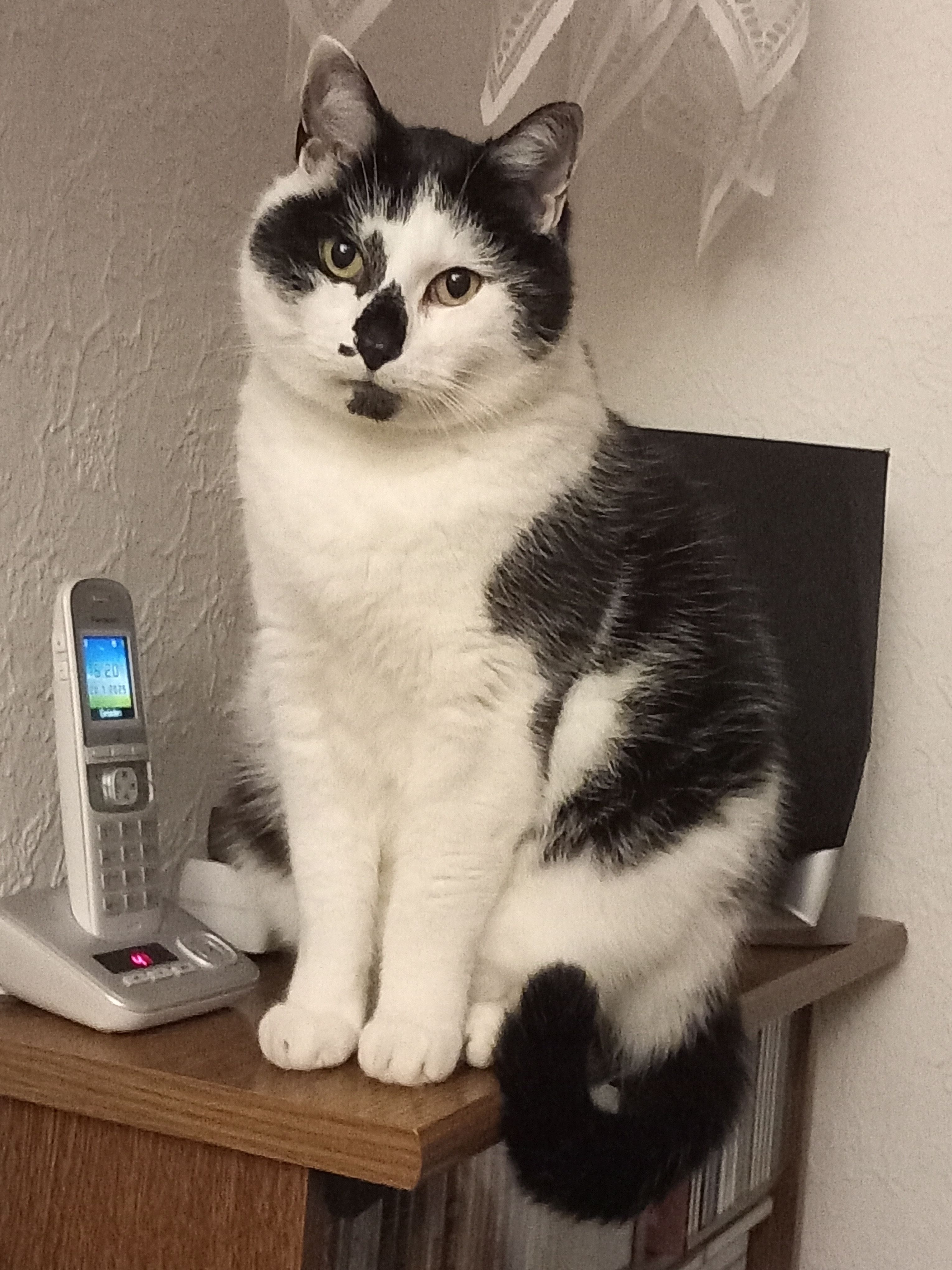 Purzel - Burgstädter Straße 44, Chemnitz