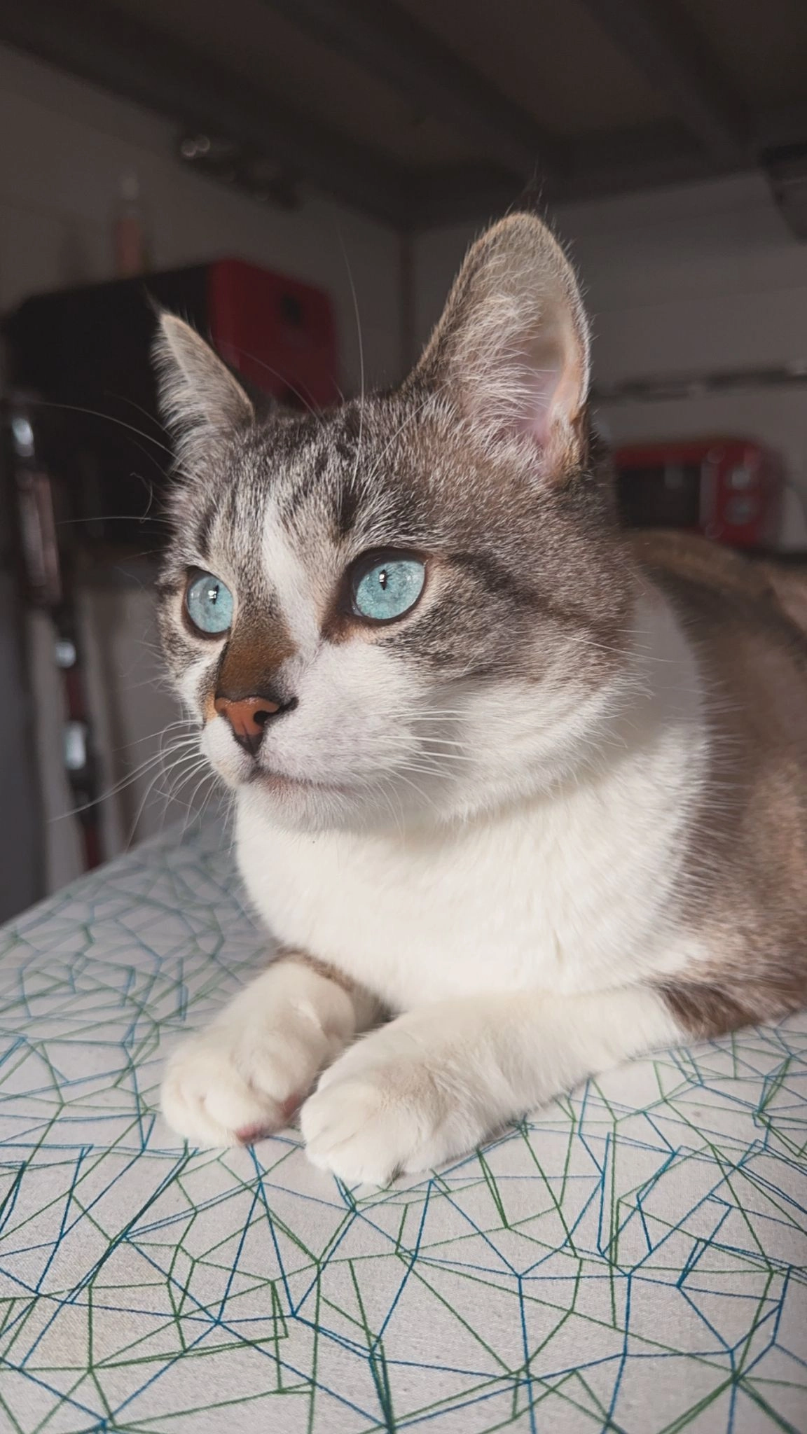 Snow - 14 Square du Lucq, Tosse