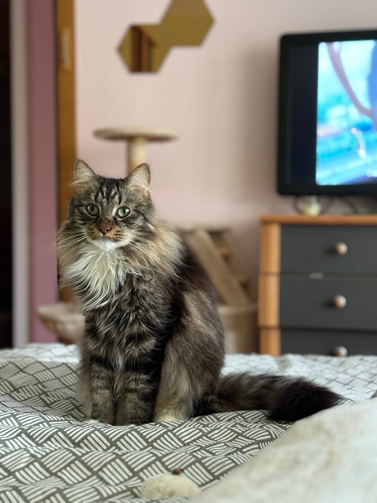 Tviksas - Vėtrungės gatvė 10, Kauno apskritis