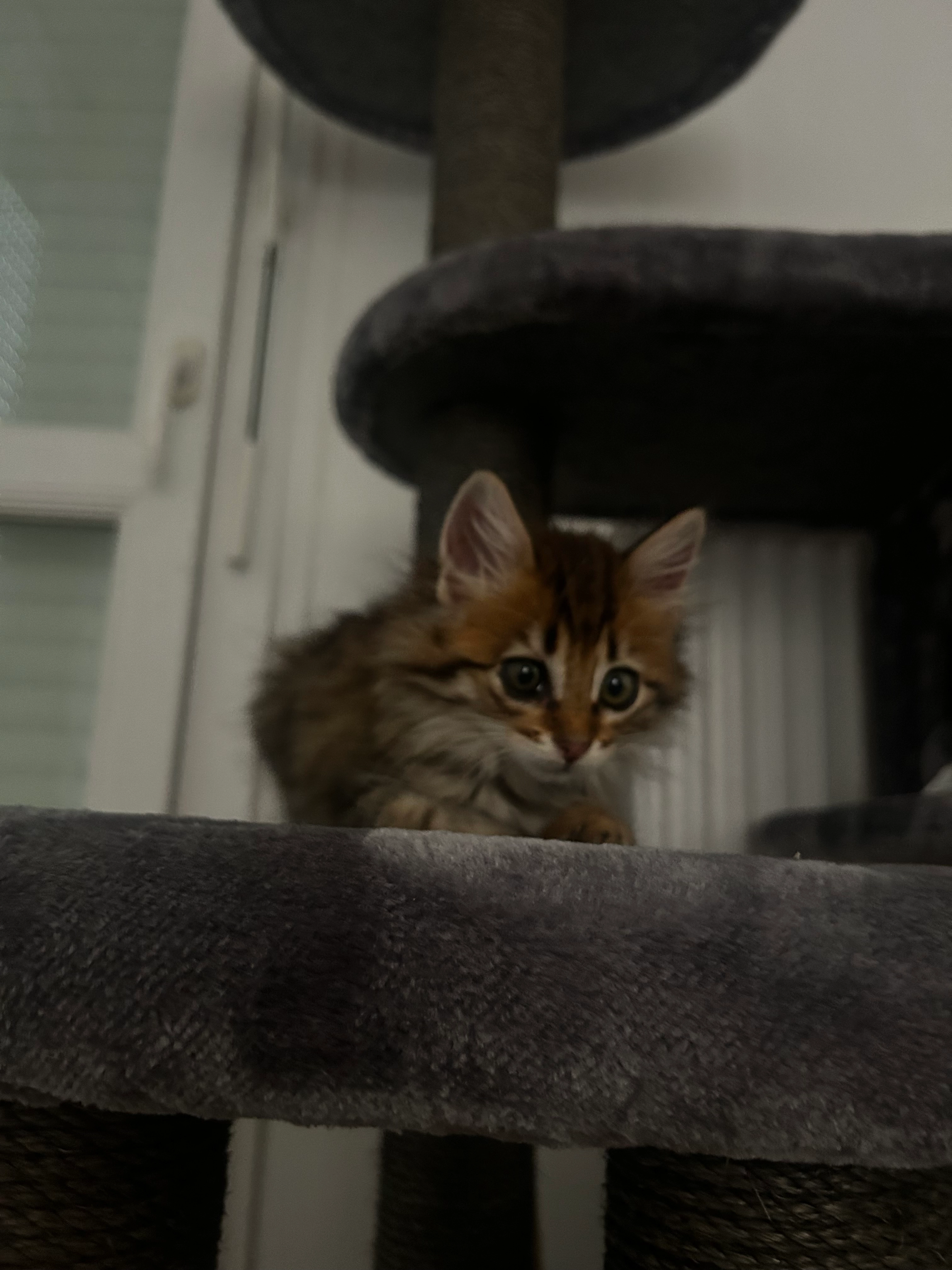 Poppy - 5 Rue Saint-Exupéry, Guilherand-Granges