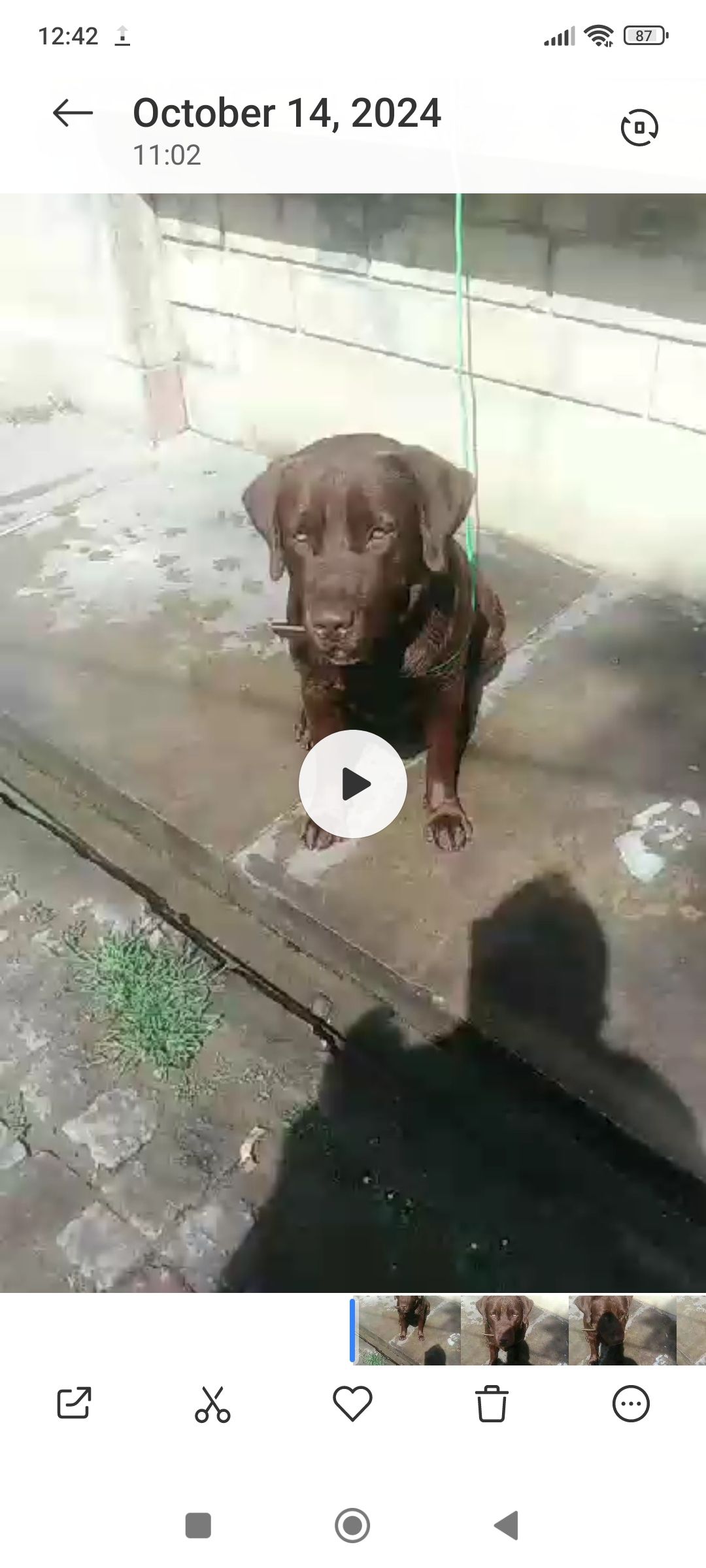 Jackey - Kawarpur, Sialkot