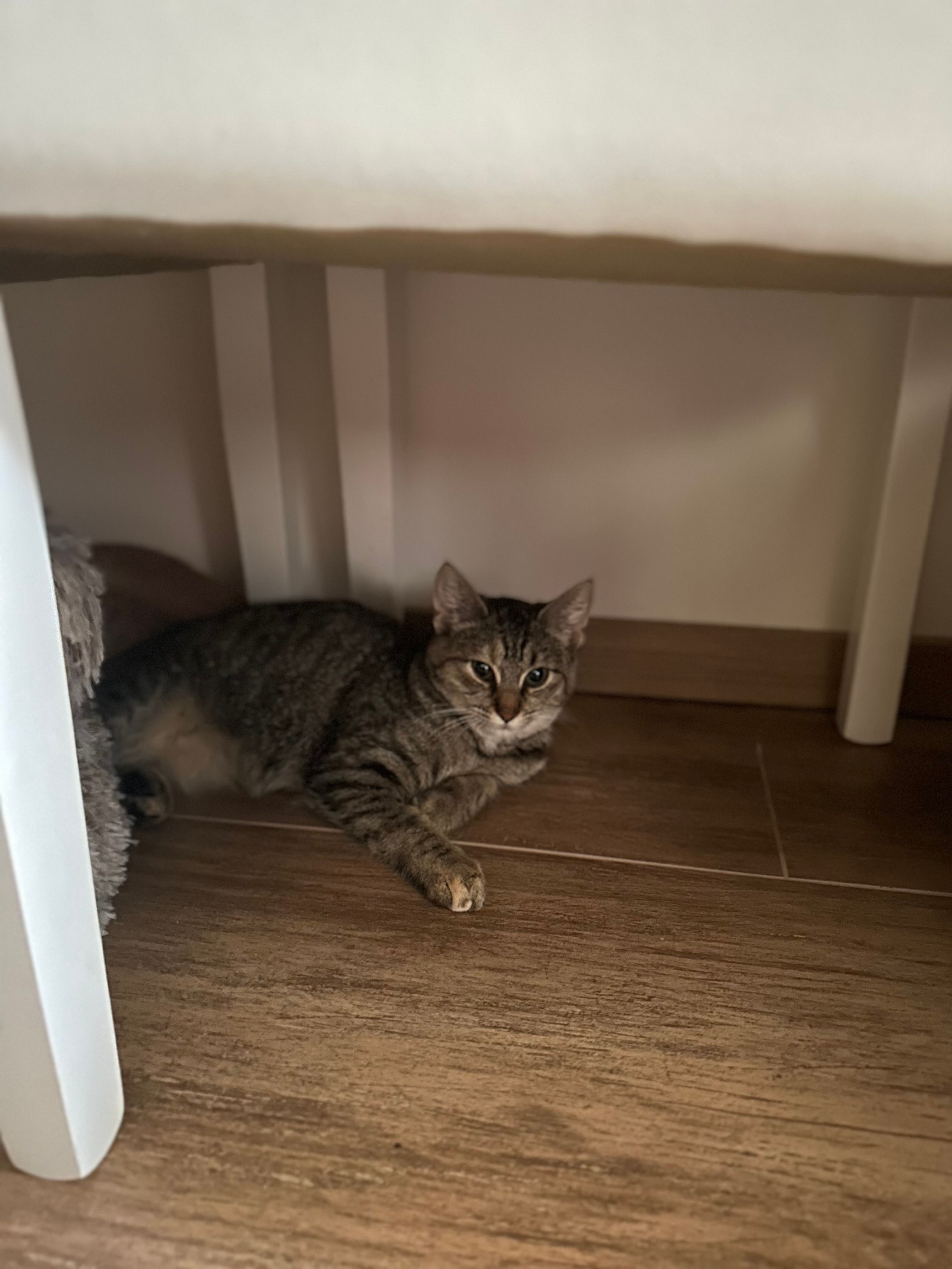 Annie - Severní, Kladno