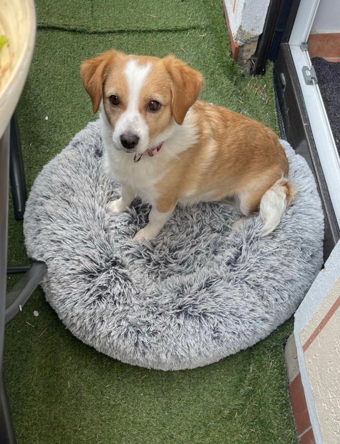 Mila  - Grasnelkenweg, Köln