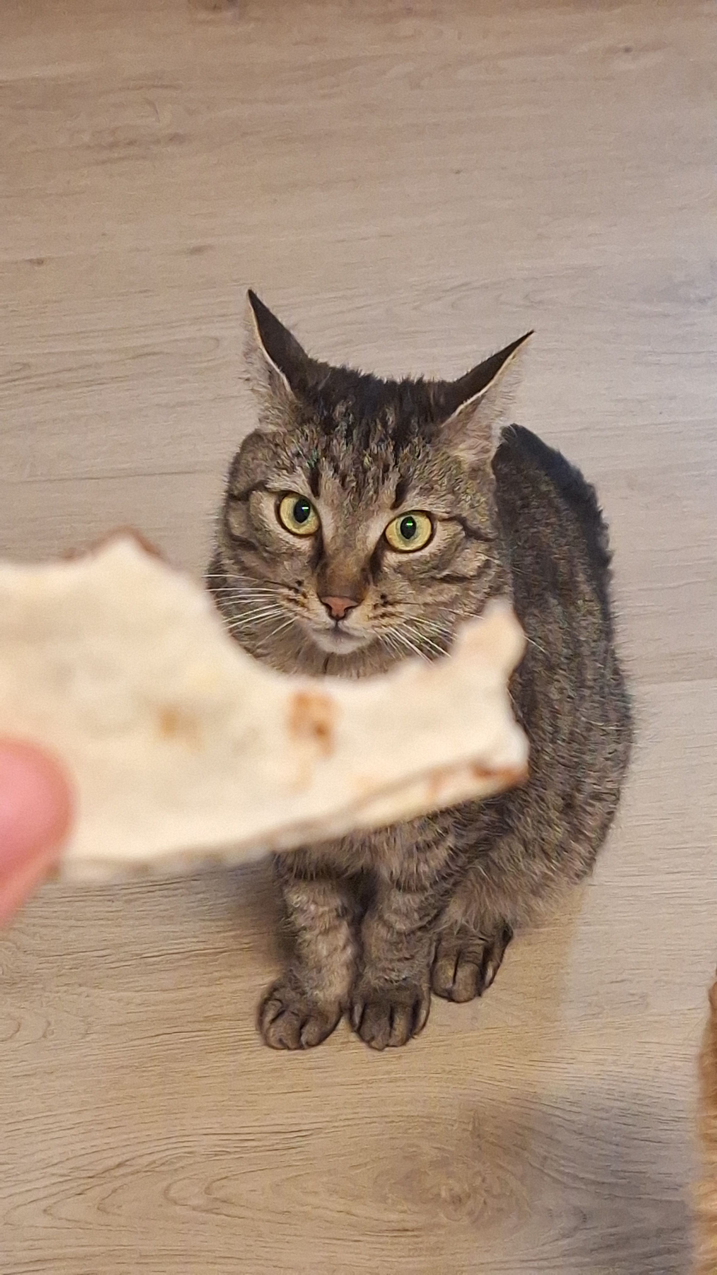 Glubschi  - Neugasse, Marz