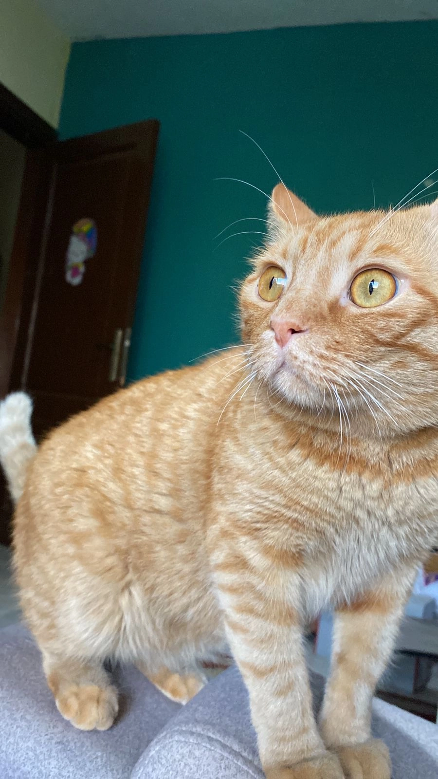 Jerry - Sarmacka , Warsaw