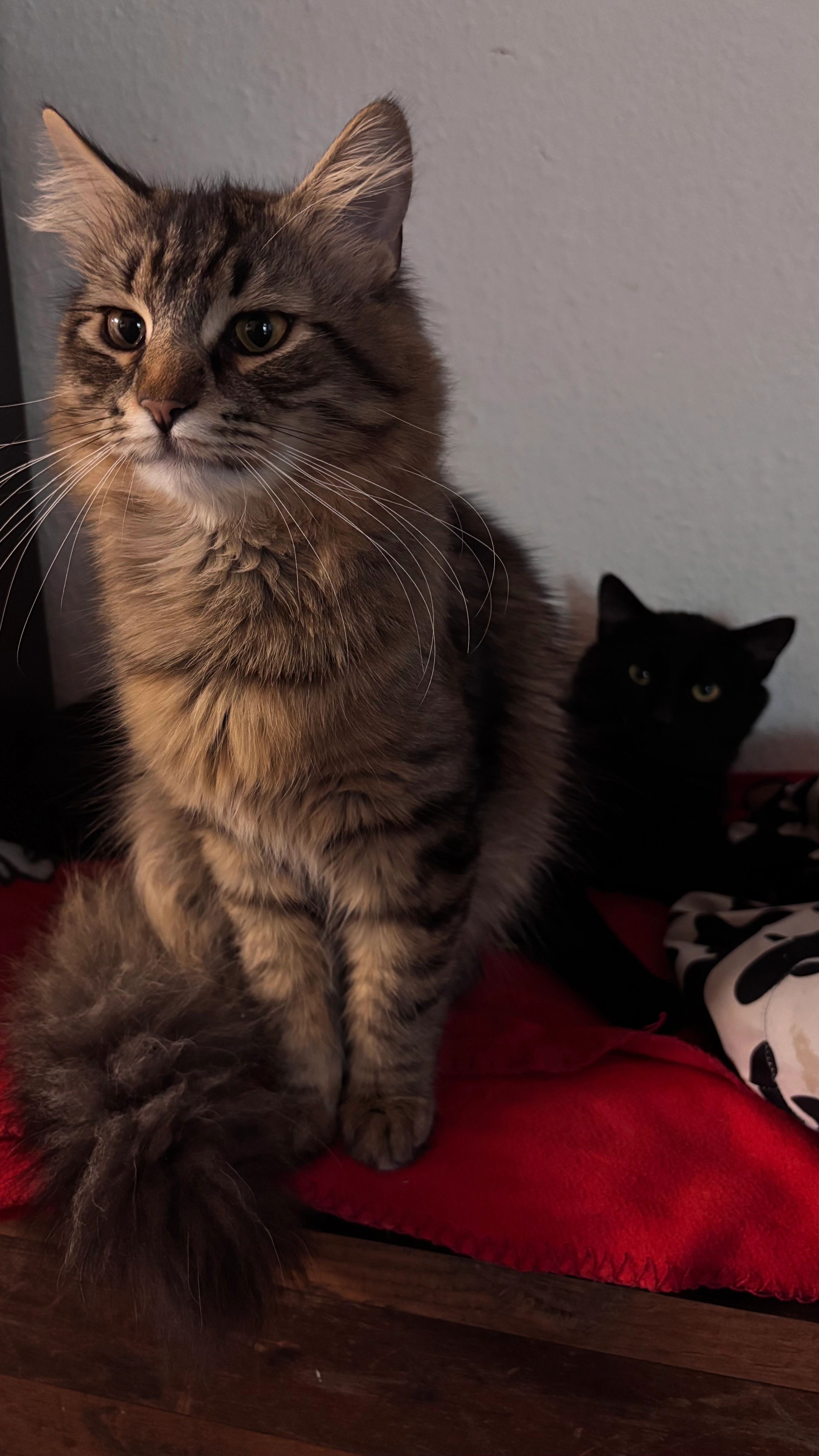 Balu - Holzhofallee, Darmstadt