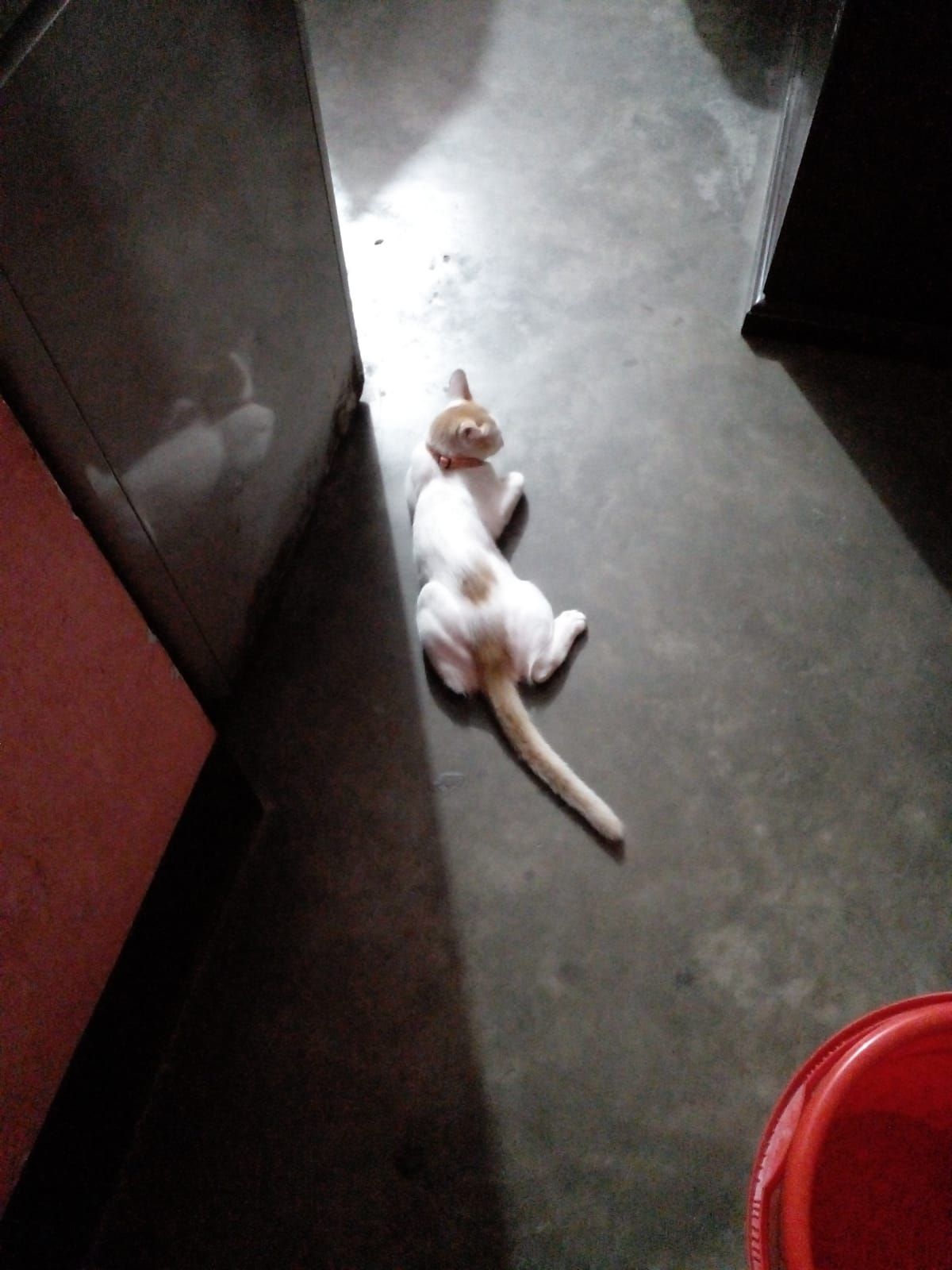 Liu - Gazipur, Gazipur