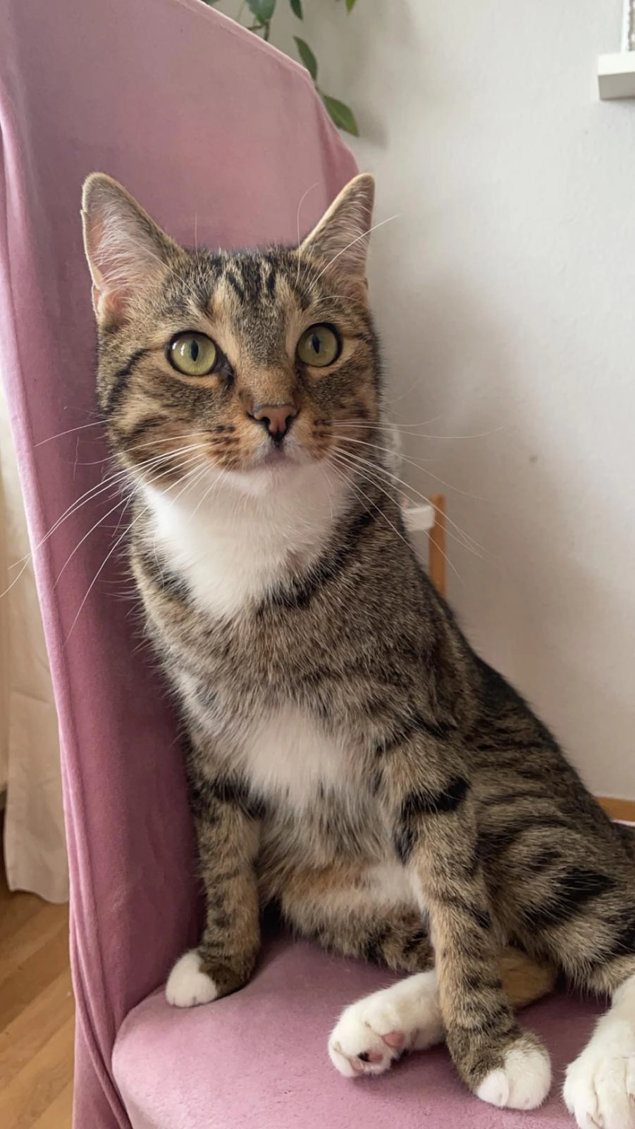 Simba - Hellendorfer Straße, Dresden