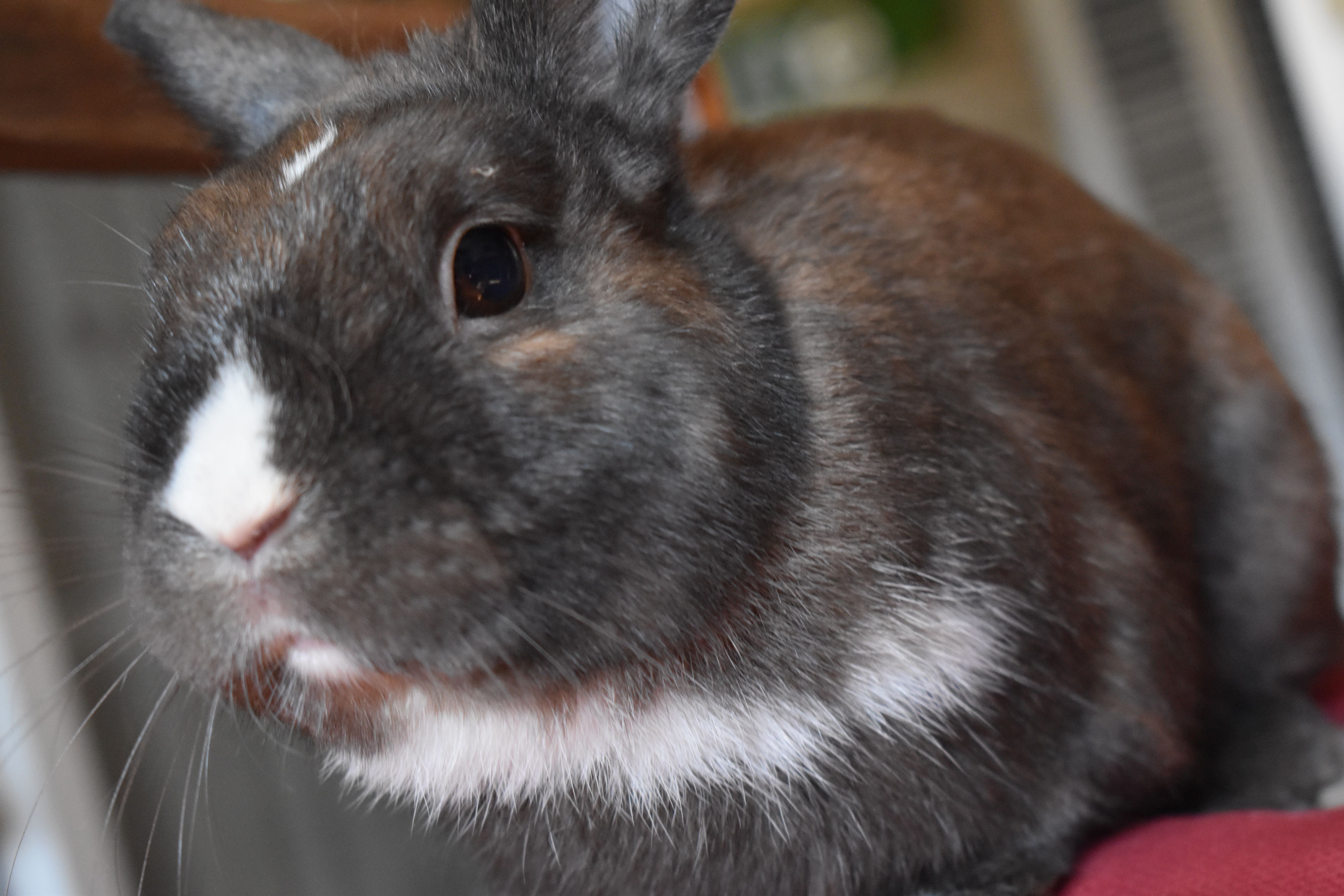 Junior - Calle Andalucía 11, Serranillos del Valle