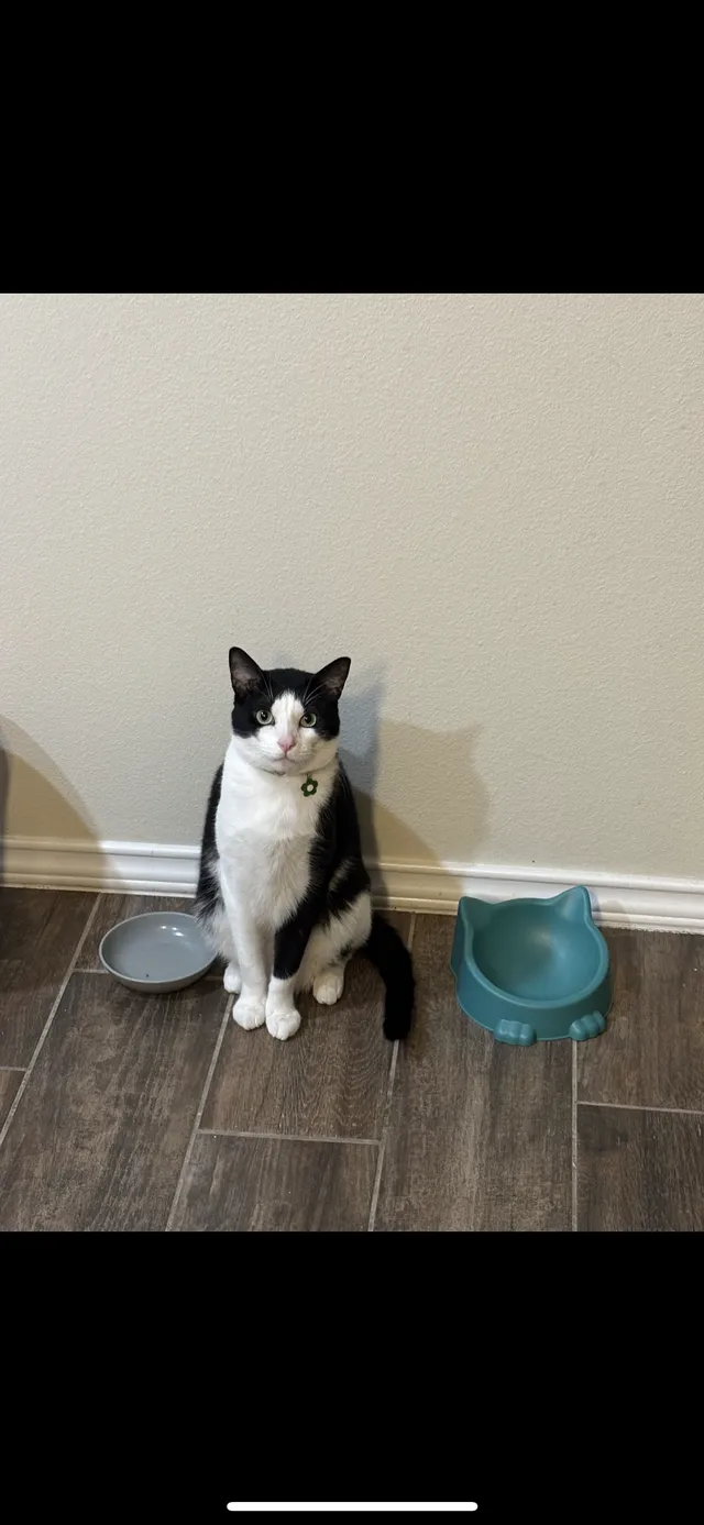 Loki - 1601 W Cortlandt St, Edinburg