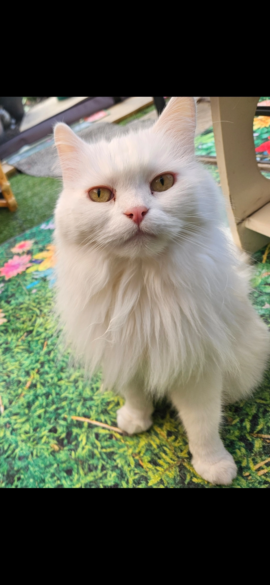 Dillan - SN2 2JJ North leaze close, Swindon