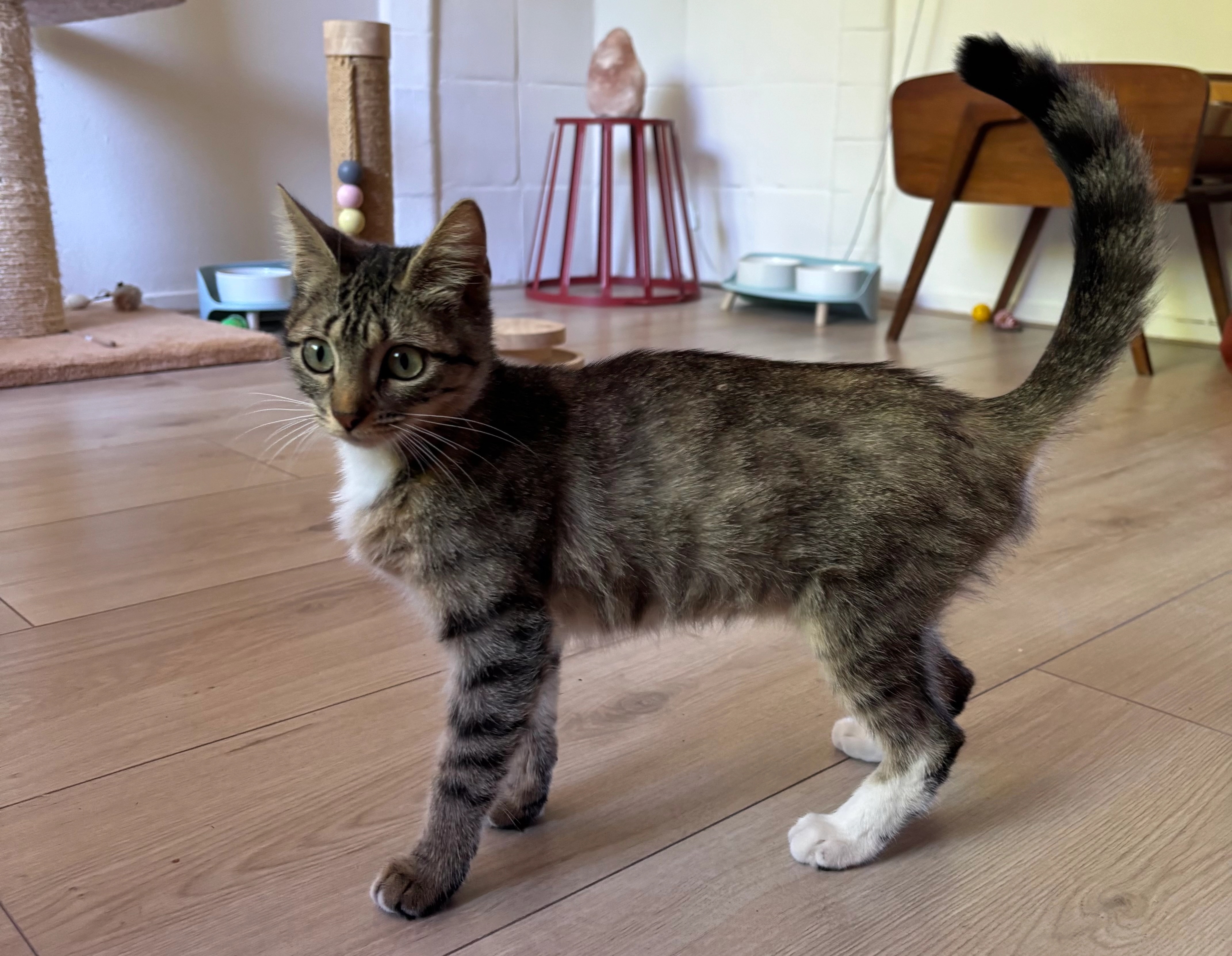 Tiki - J. Baart de la Faillestraat, Groningen