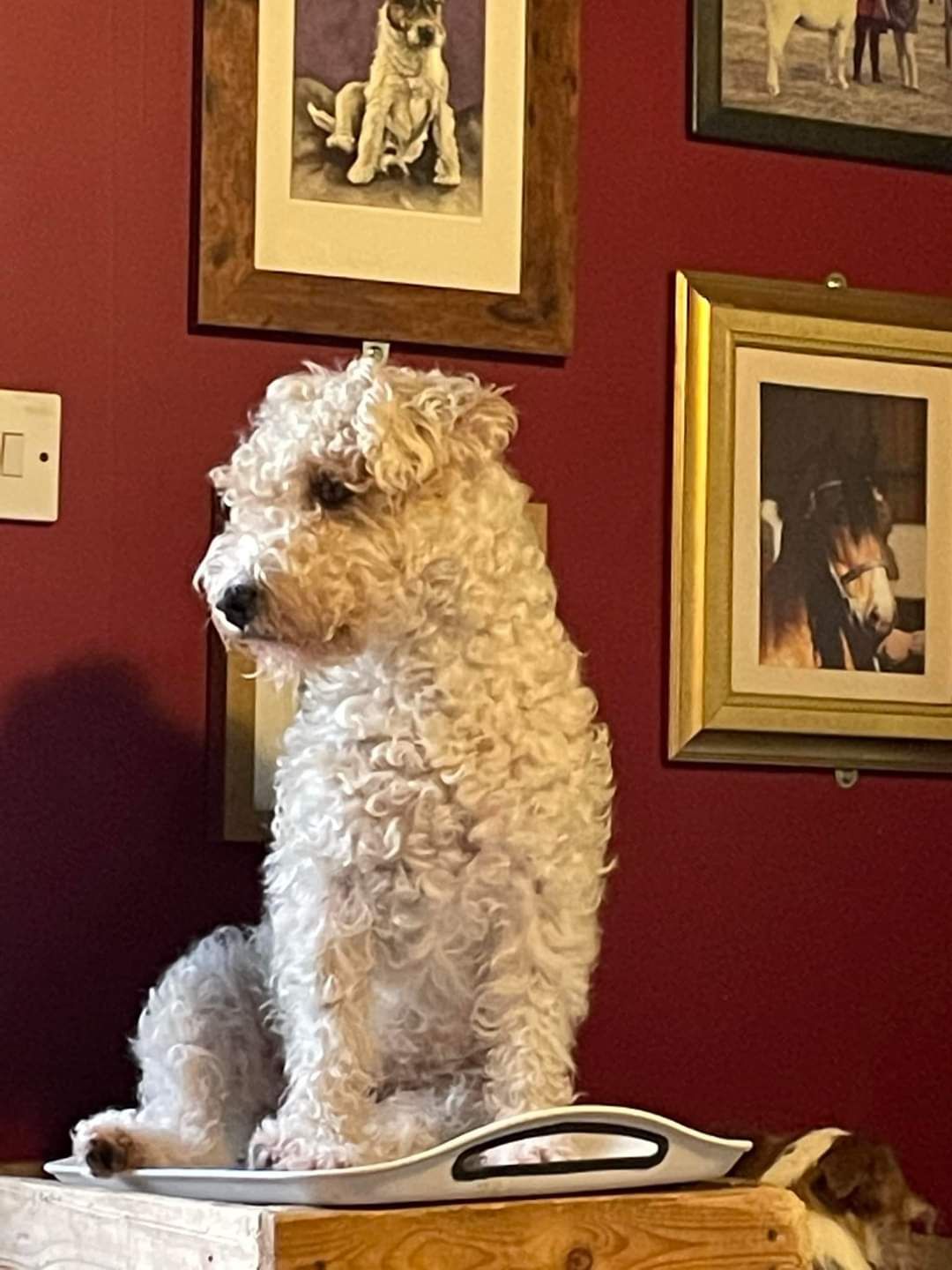 Molly - West Ashling Road, Chichester