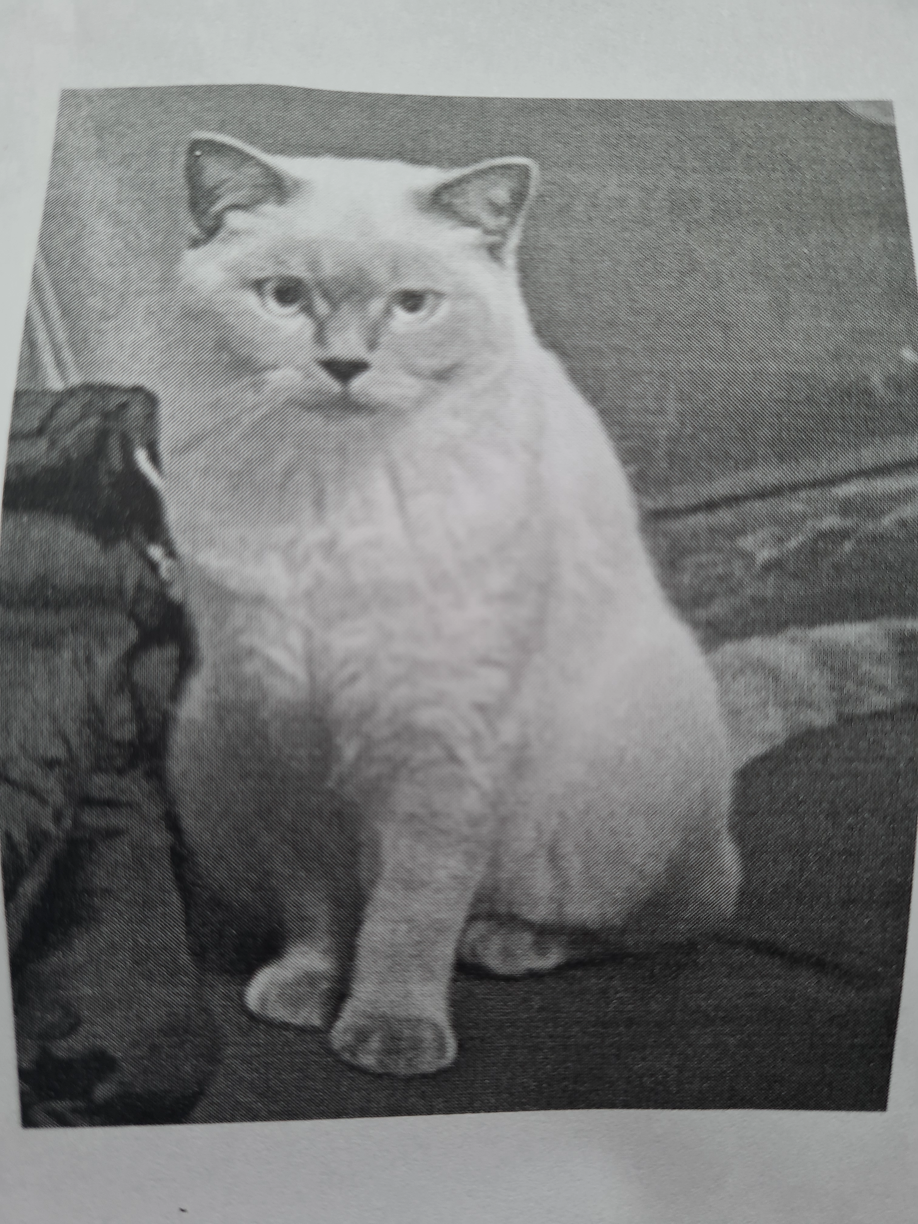 Chilli - Boelckestraße, Koblenz