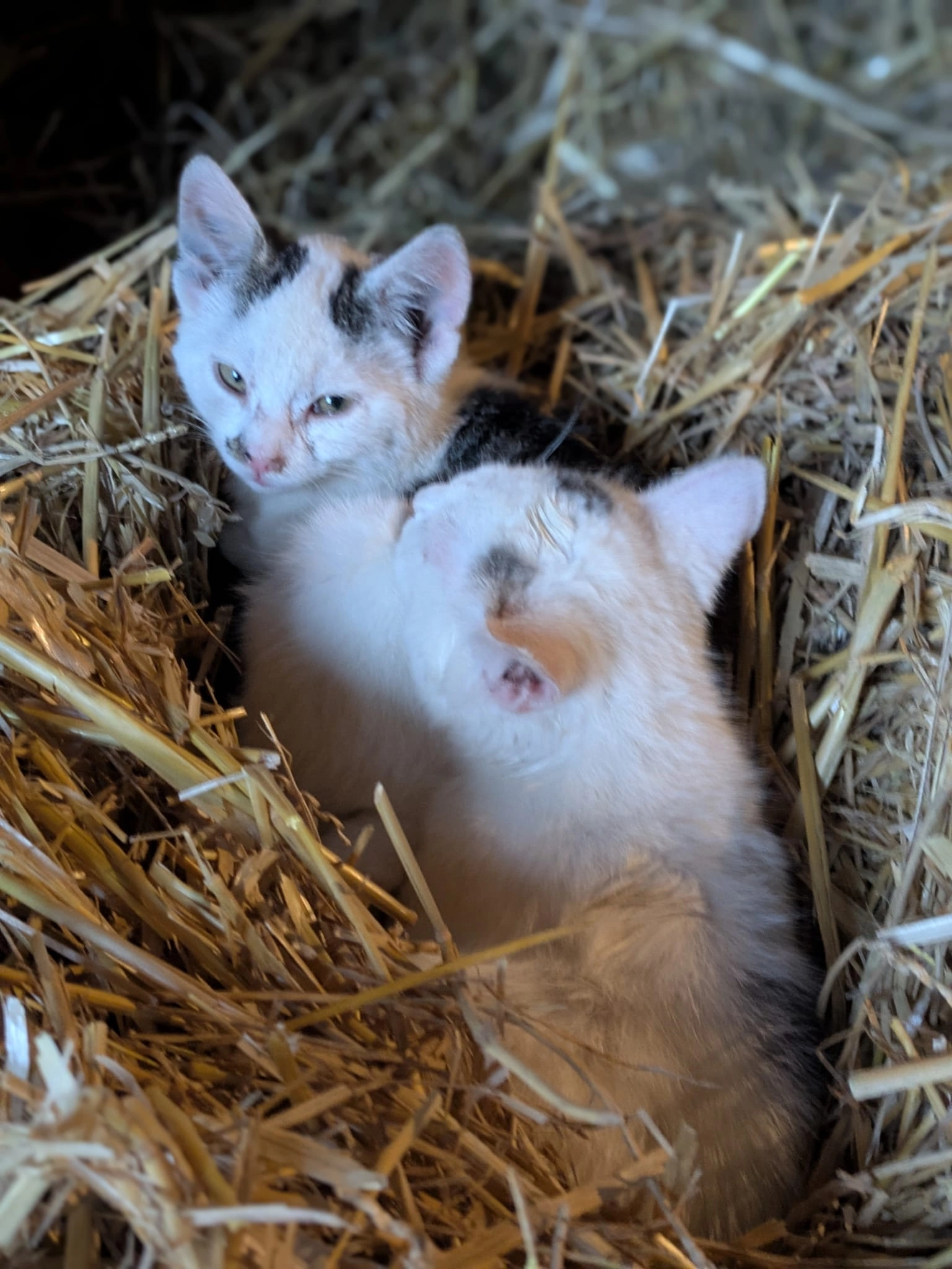 Minka  - Bahnhofstraße, Maselheim