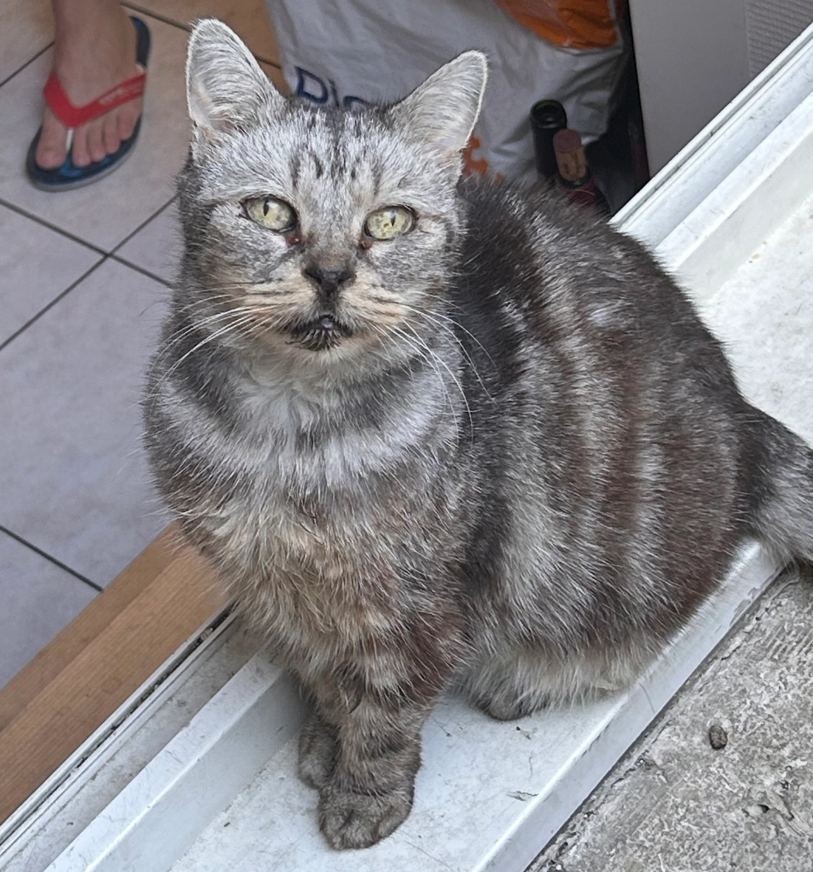 Pimprenelle - Rue De Montchapet, Dijon