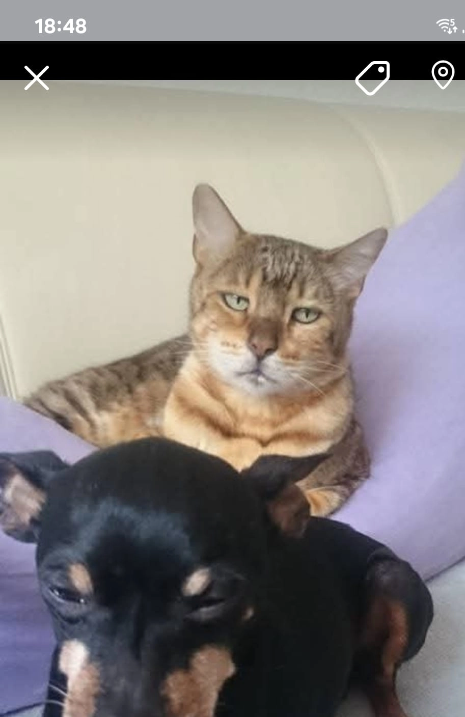 Rocky of golden Tiger - Hinter der Kirche, Bayreuth