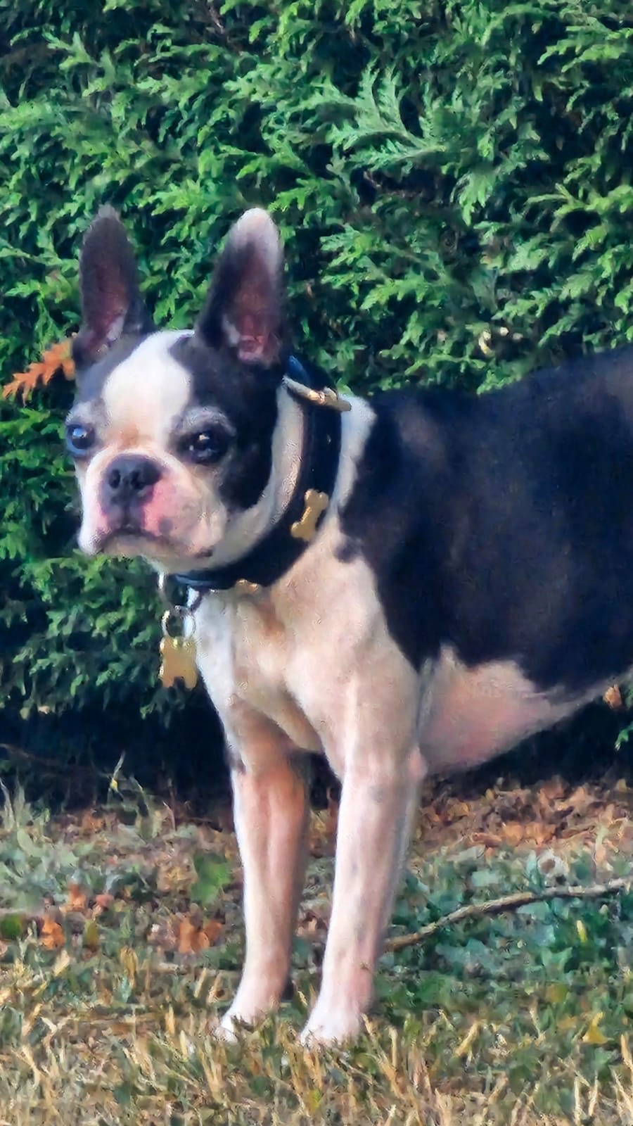 Betty - Champs de Toulouse, Chavannes-des-Bois