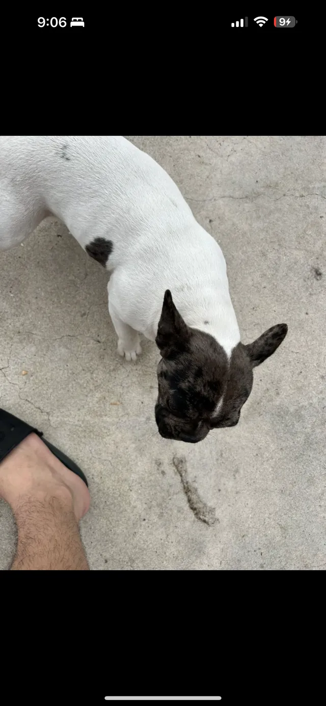 Pookie - 4105 Wheeler St, Riverside