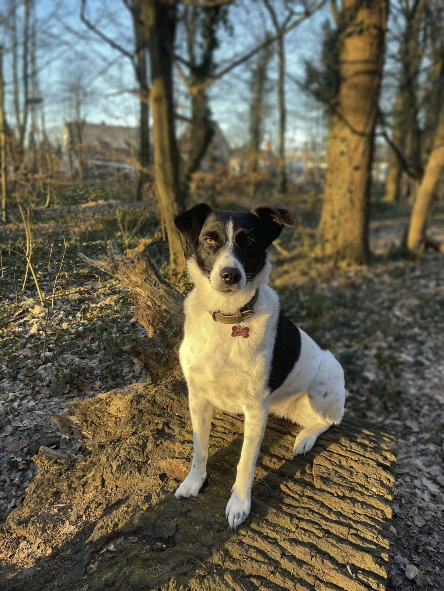 Bello - Am Springborn, Köln