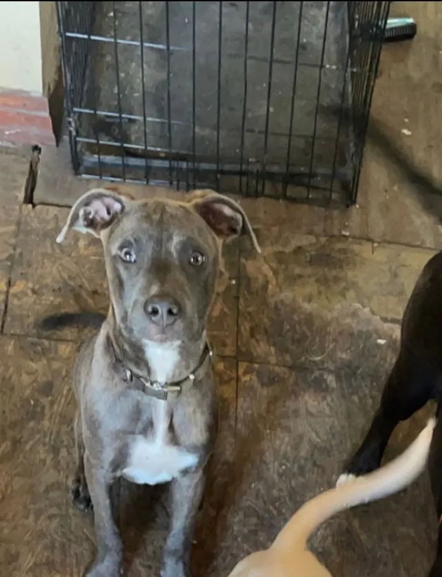 Killer - Edwards Street, Hattiesburg