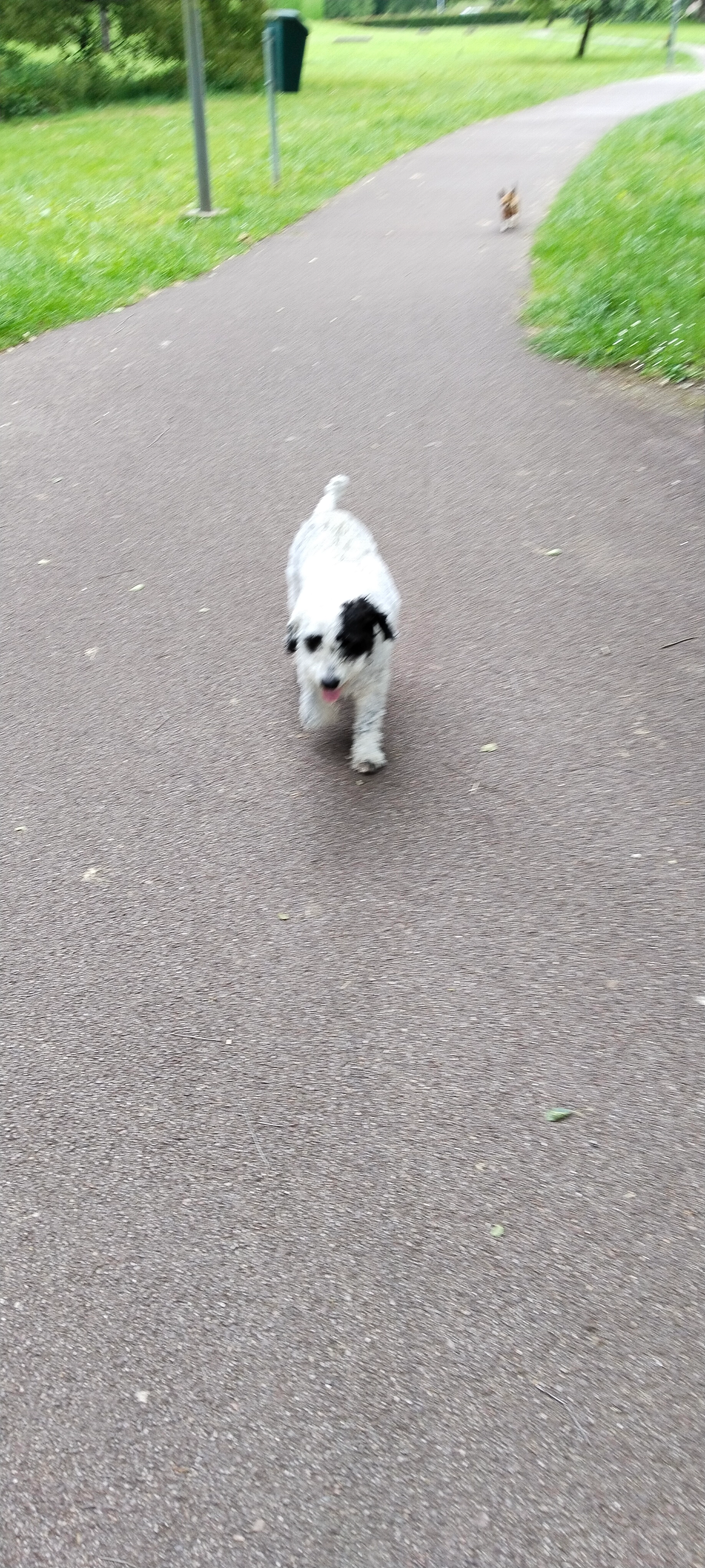 Luna  - Camino San Juan, Siero