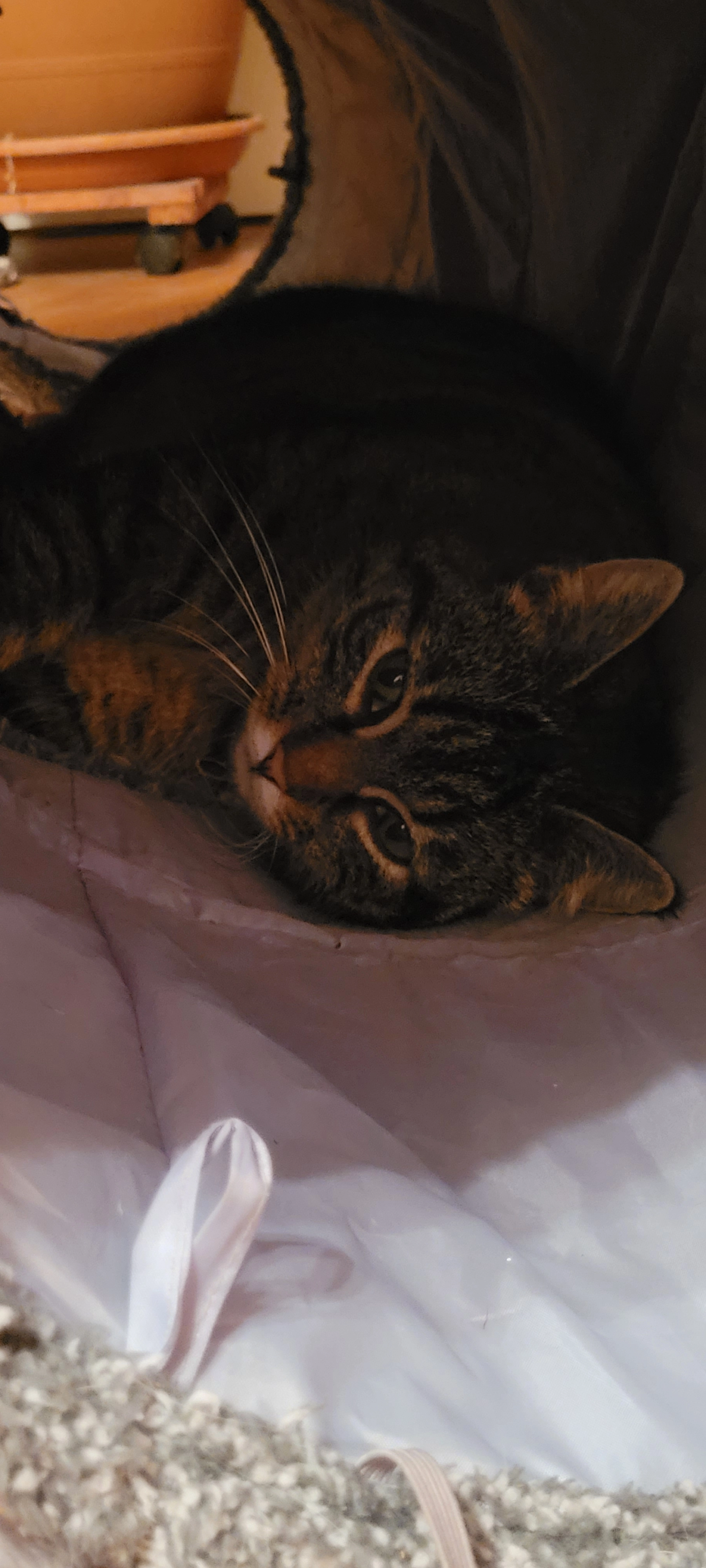 Tommy - Asternweg, Aschau im Chiemgau